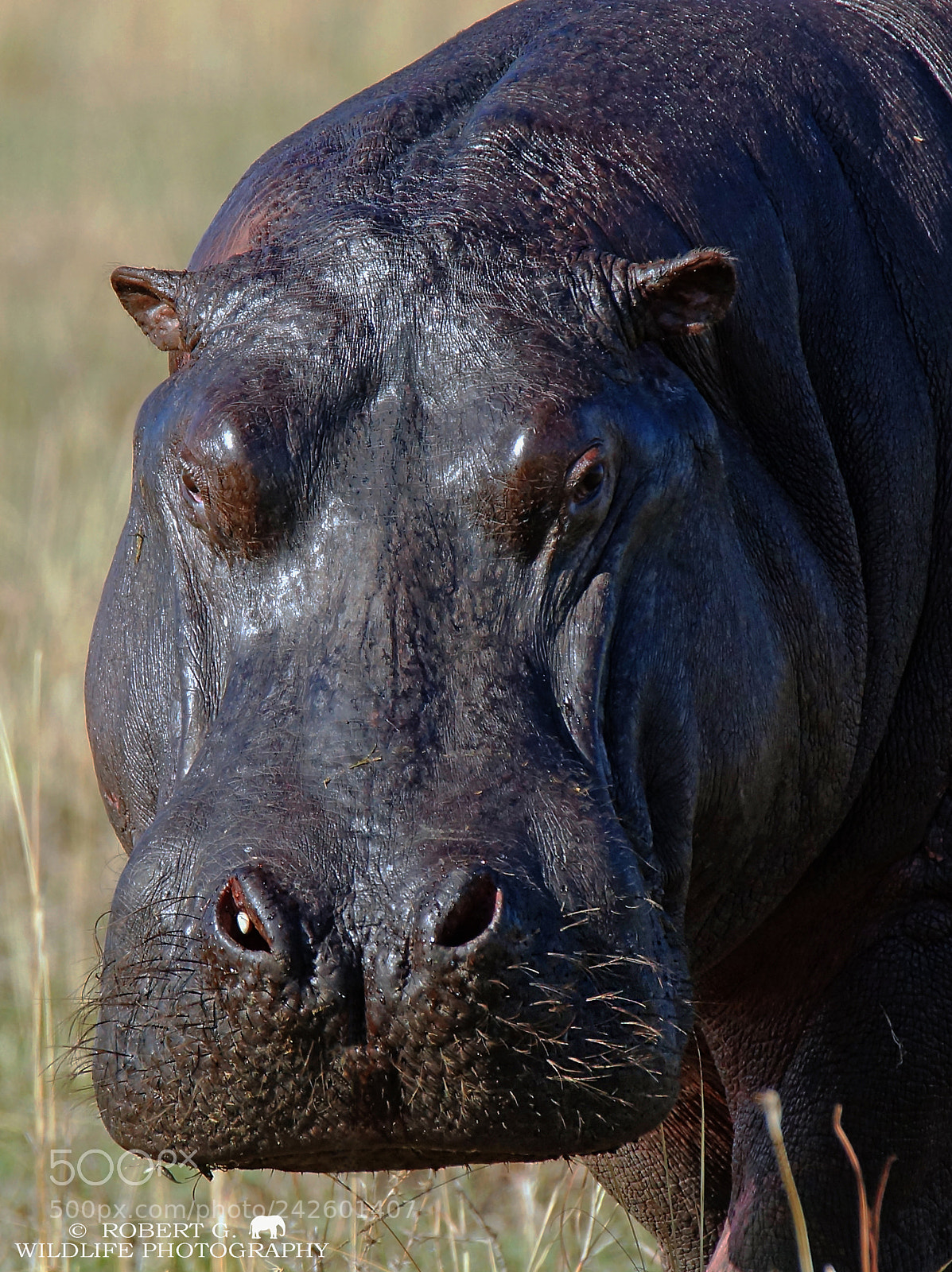 Sony SLT-A77 sample photo. Hippo / portrait photography
