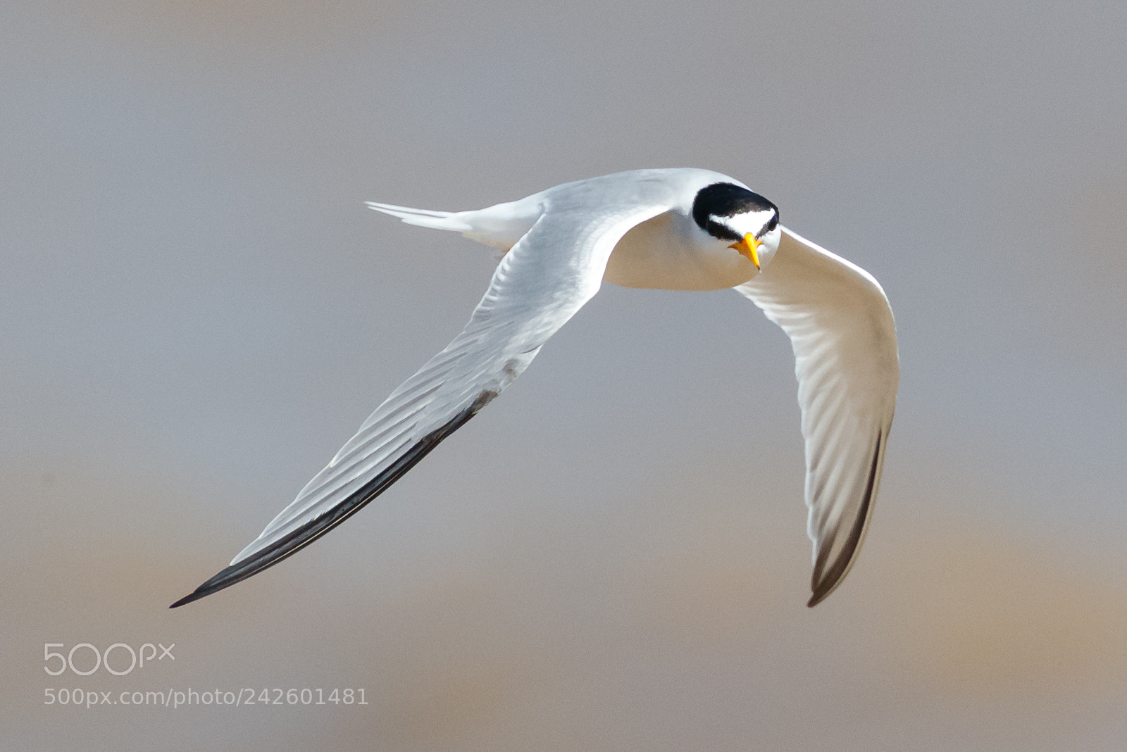 Canon EOS-1D X Mark II sample photo. Little tern photography