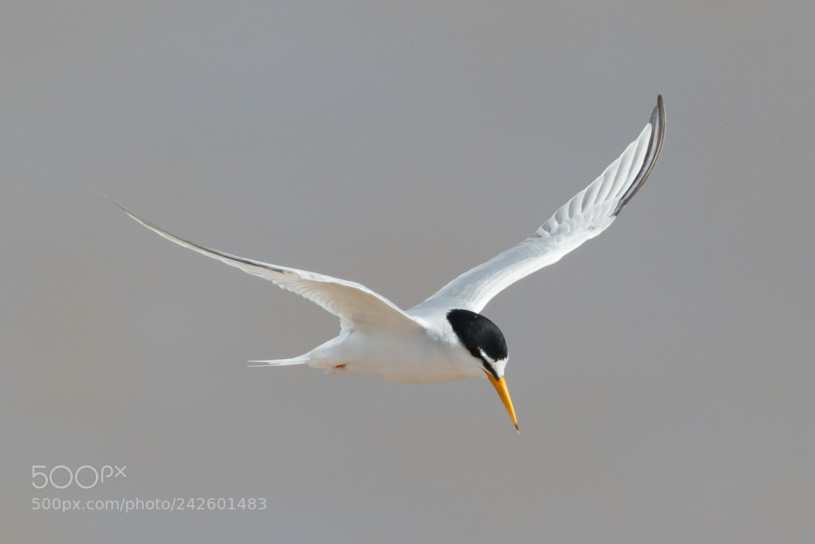 Canon EOS-1D X Mark II sample photo. Little tern photography