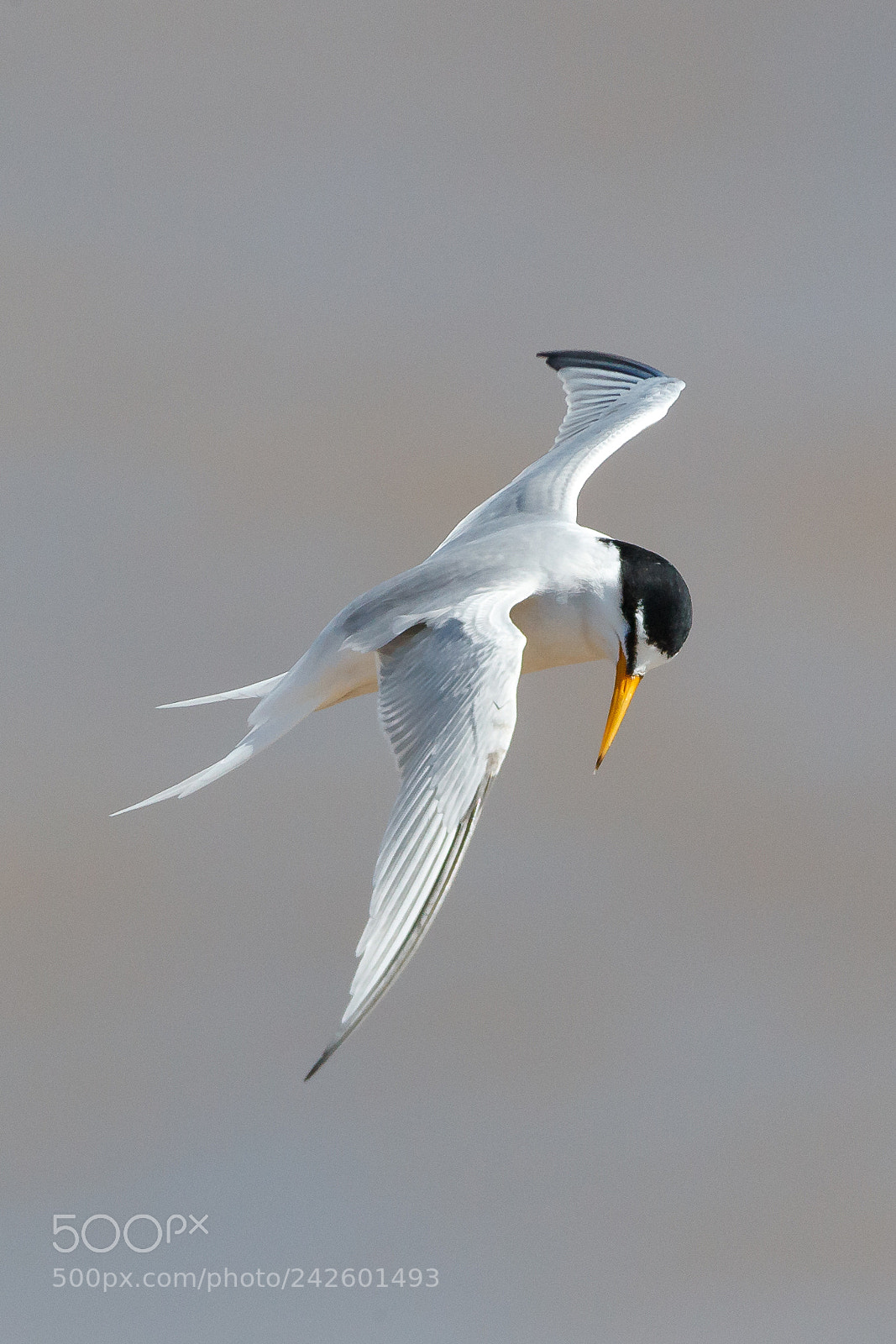 Canon EOS-1D X Mark II sample photo. Little tern photography