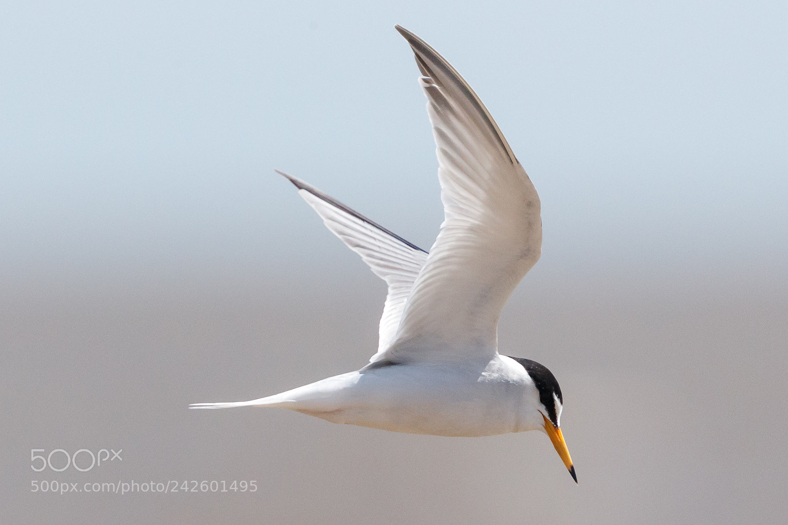Canon EOS-1D X Mark II sample photo. Little tern photography
