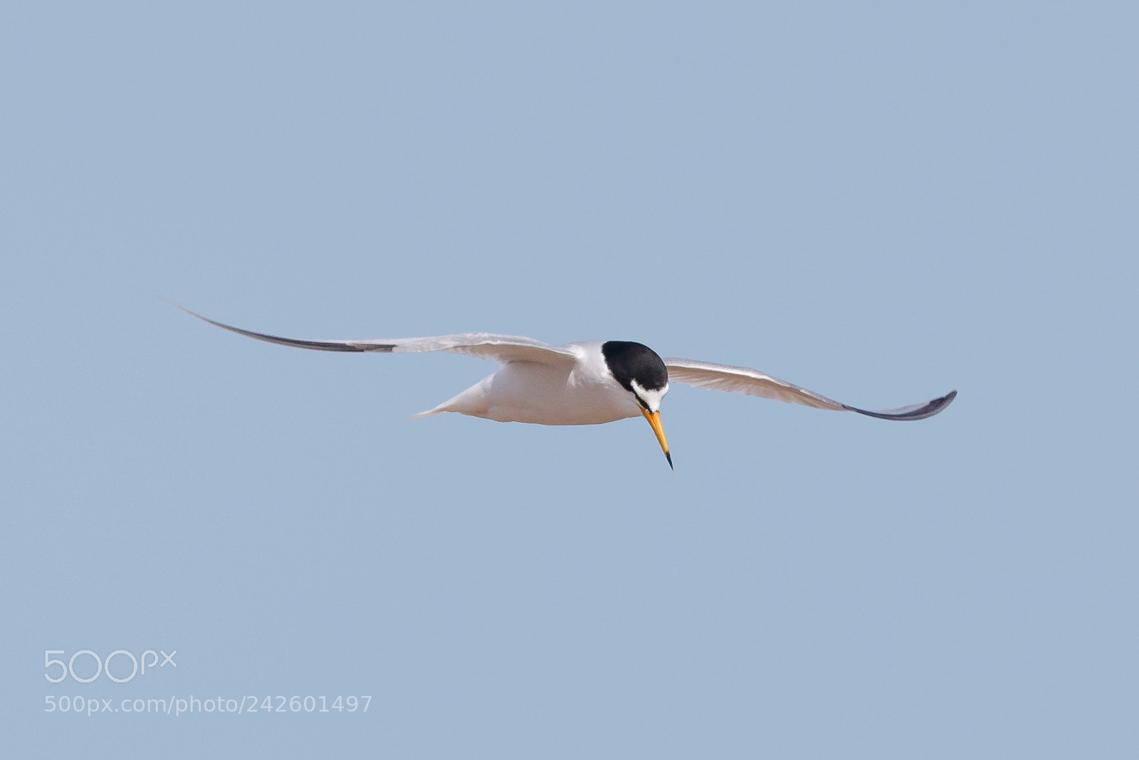 Canon EOS-1D X Mark II sample photo. Little tern photography