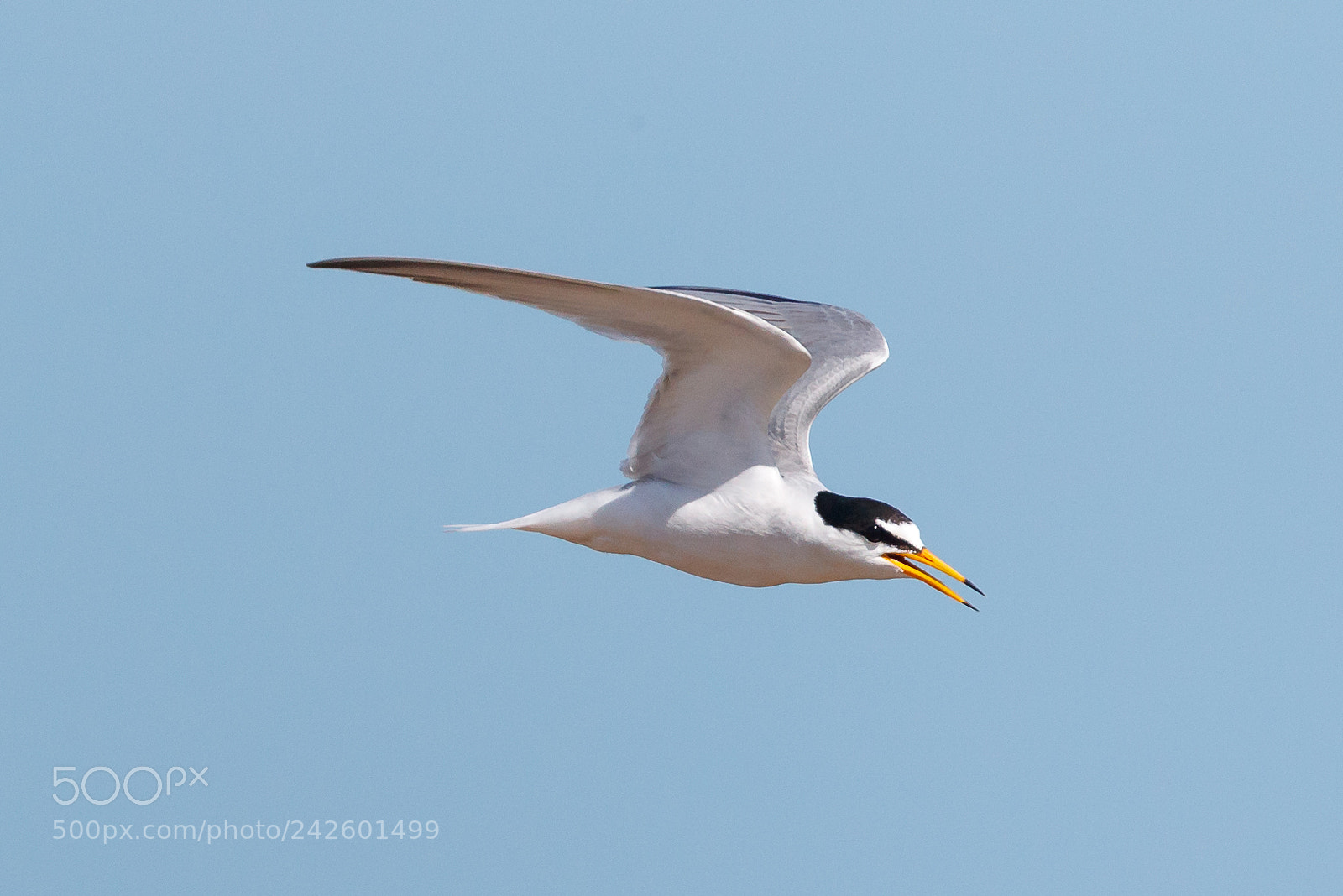 Canon EOS-1D X Mark II sample photo. Little tern photography