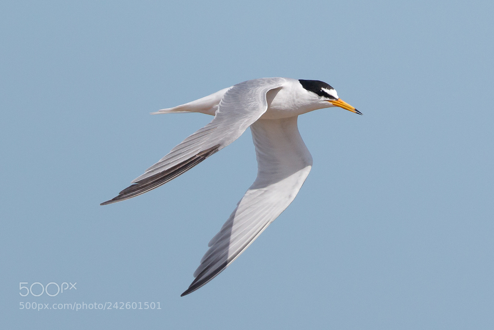 Canon EOS-1D X Mark II sample photo. Little tern photography