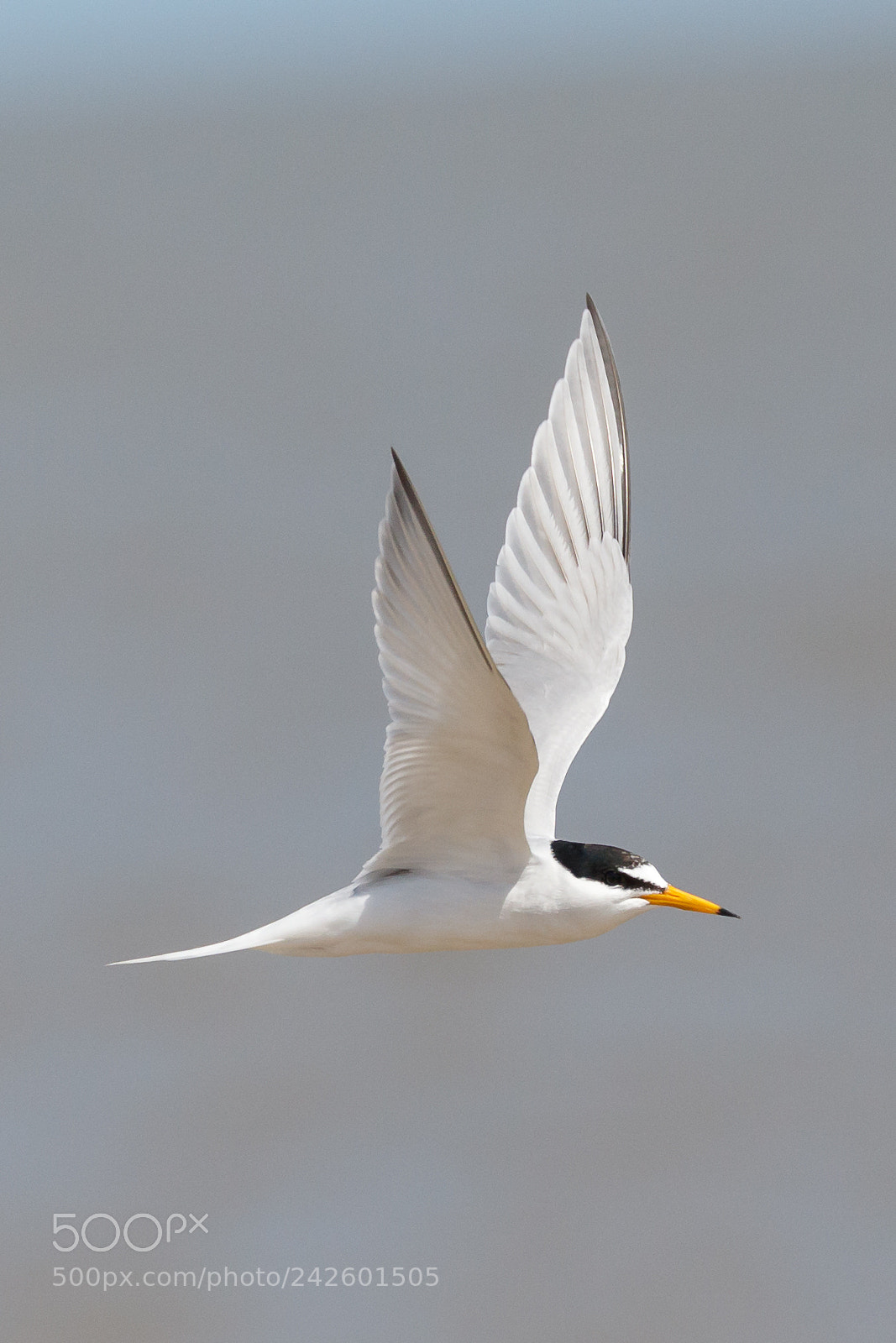 Canon EOS 7D Mark II sample photo. Little tern photography