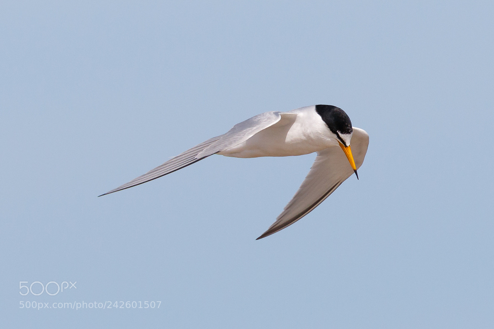 Canon EOS 7D Mark II sample photo. Little tern photography