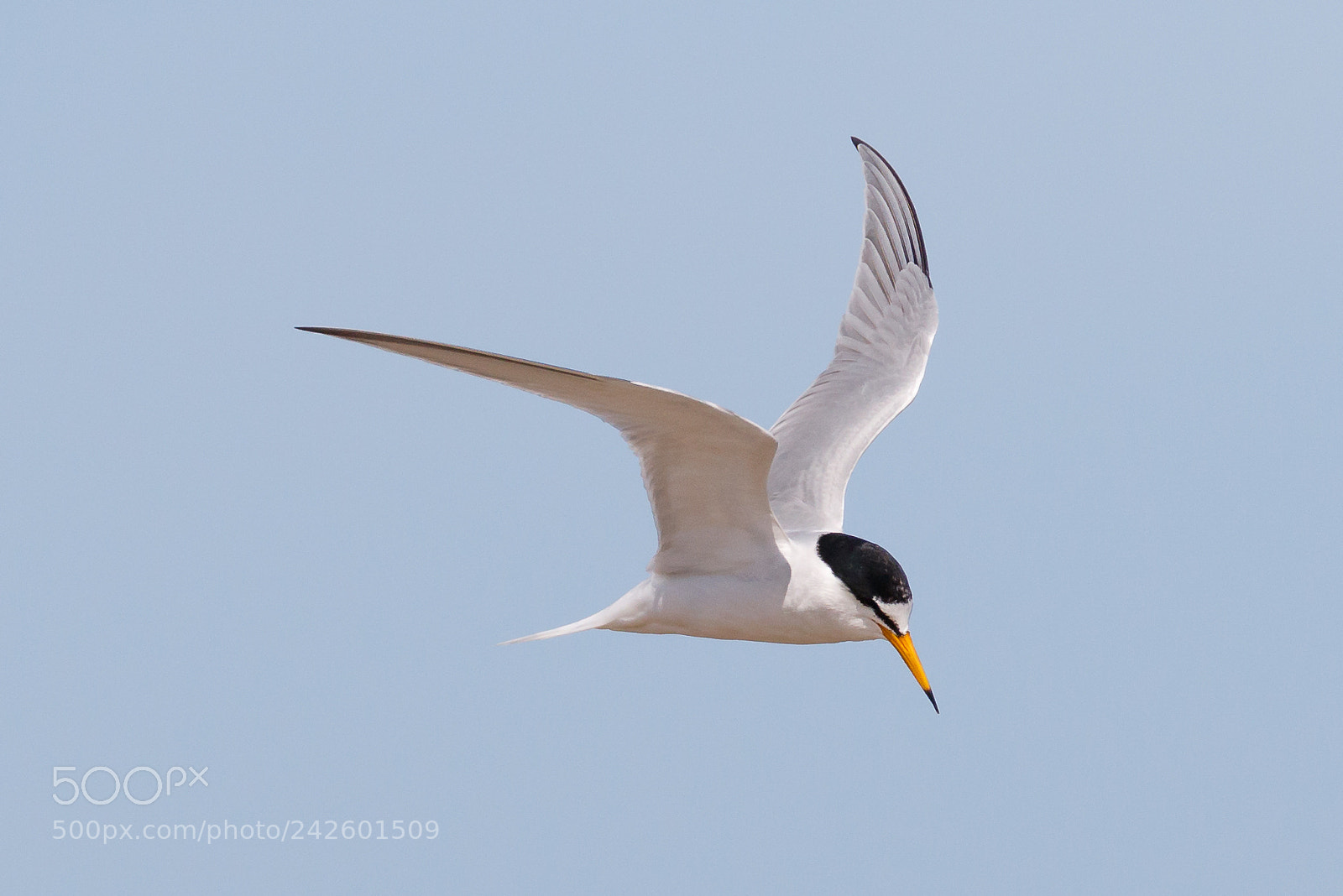 Canon EOS 7D Mark II sample photo. Little tern photography