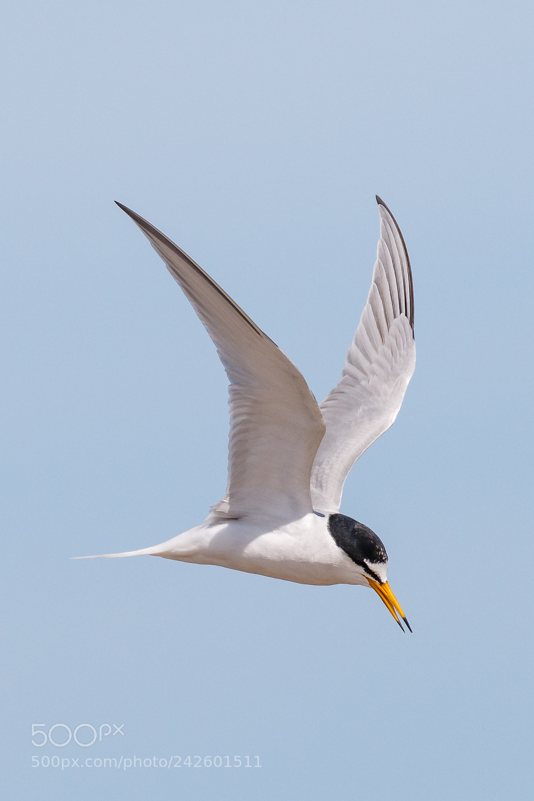 Canon EOS 7D Mark II sample photo. Little tern photography