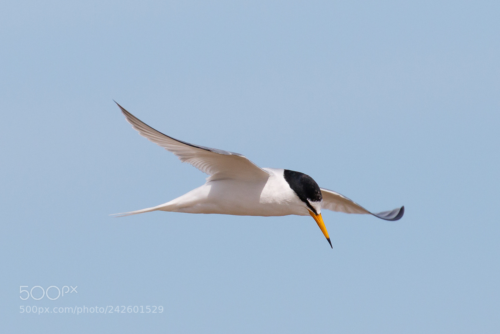 Canon EOS 7D Mark II sample photo. Little tern photography