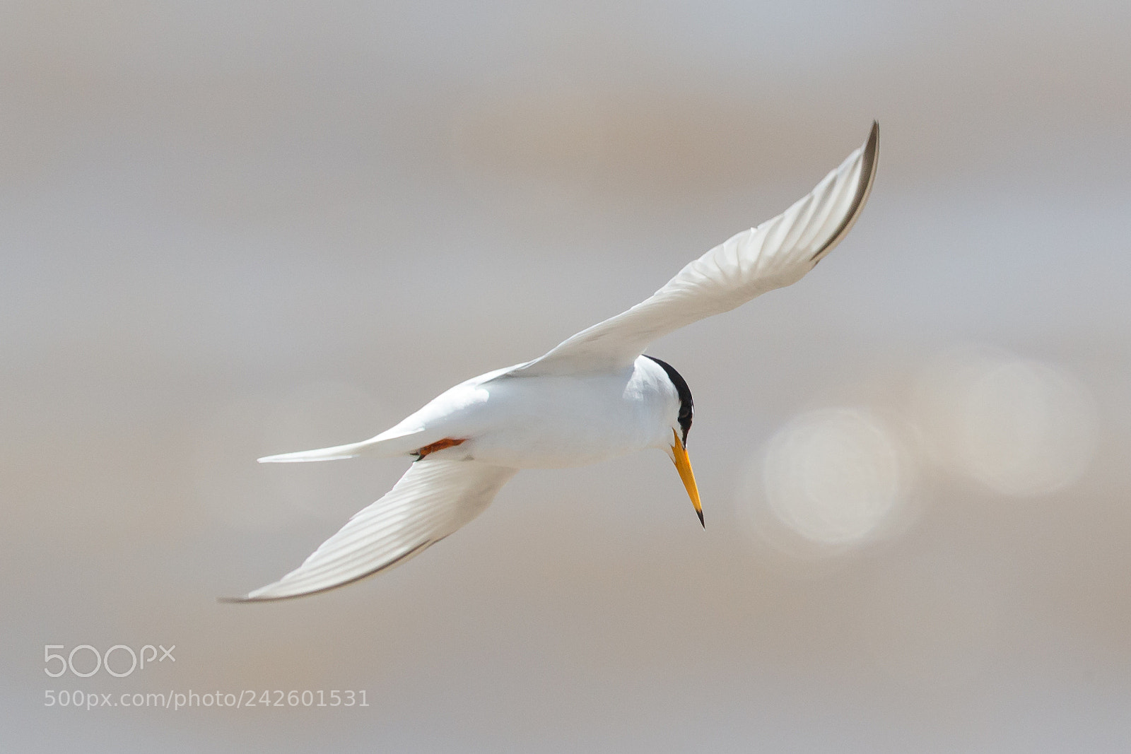 Canon EOS-1D X Mark II sample photo. Little tern photography