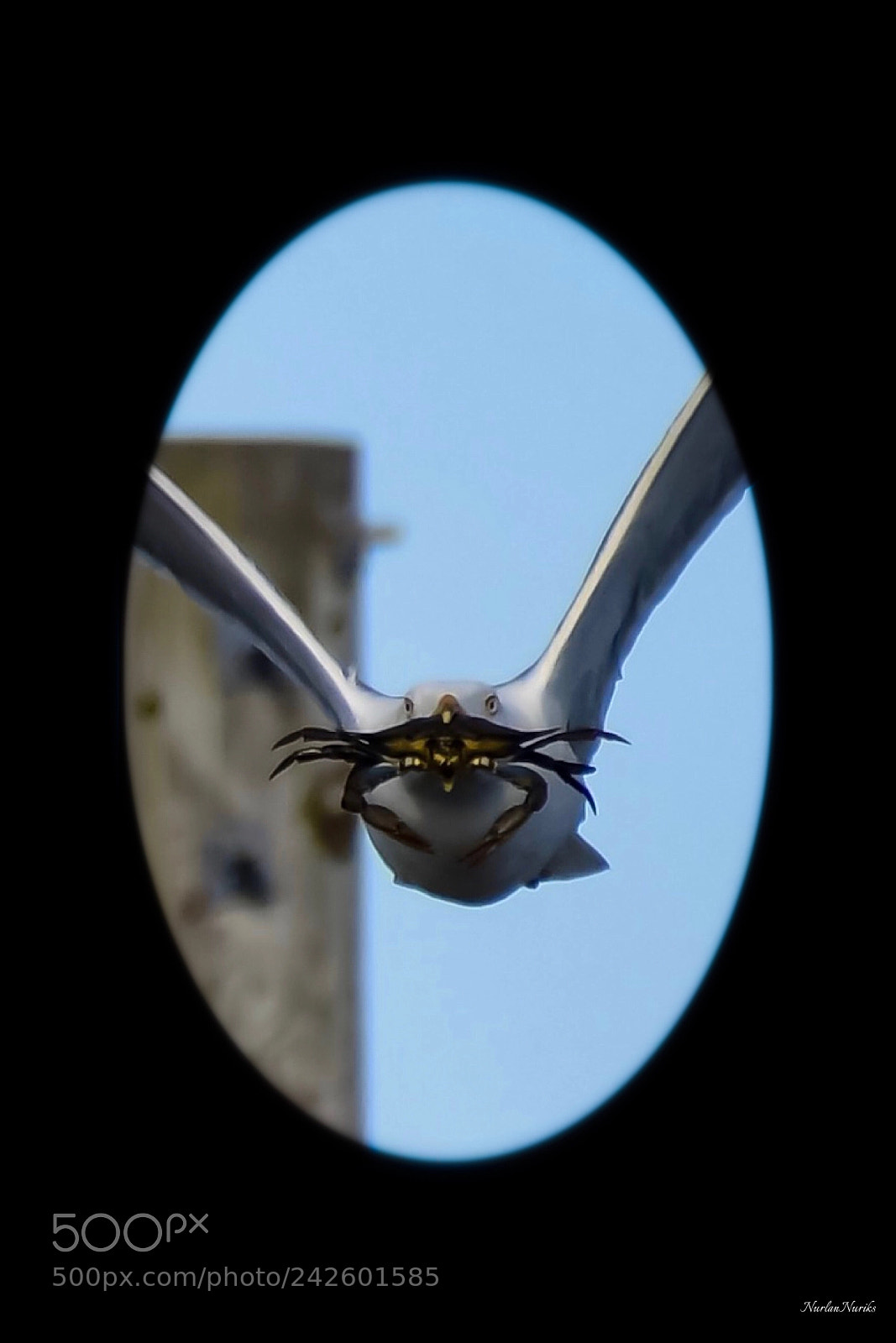 Nikon D500 sample photo. Seagull and crab / 3 photography