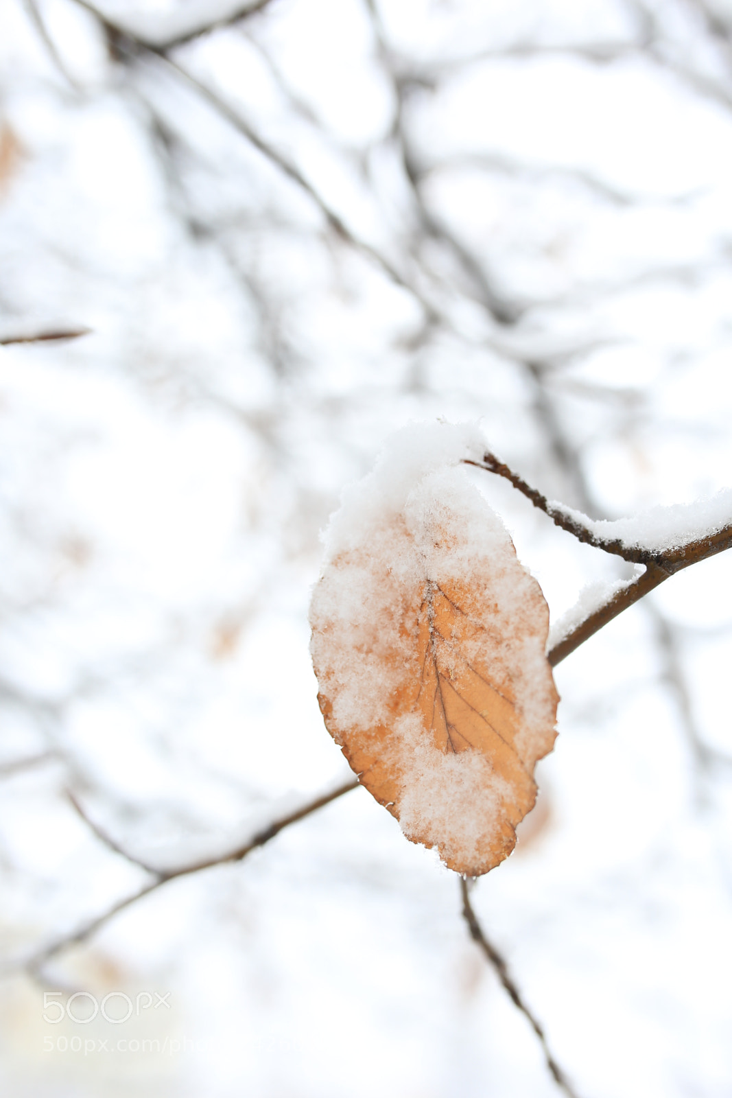 Sigma 35mm F1.4 DG HSM Art sample photo. Winter leaf with snow photography