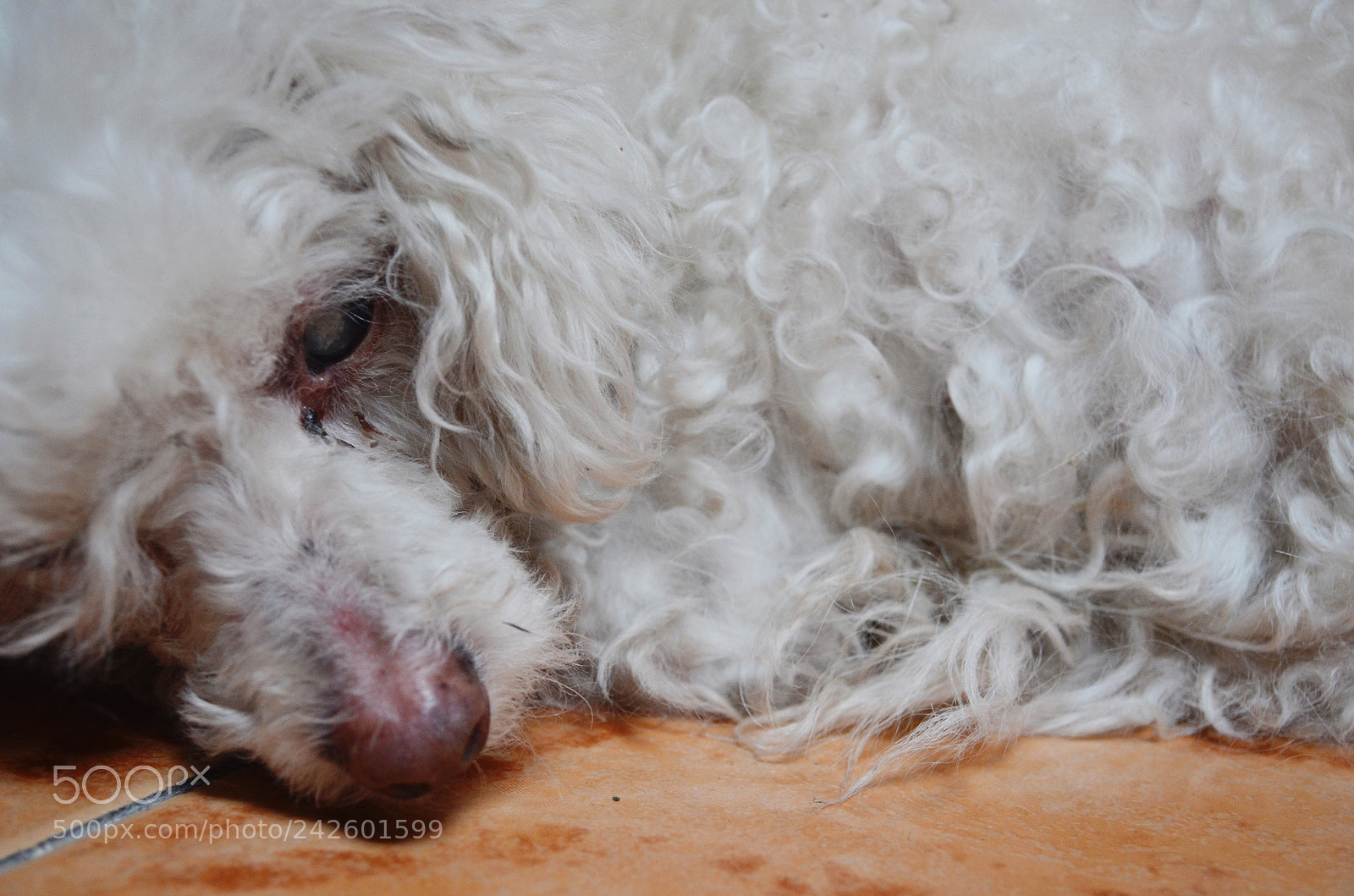 Nikon D5100 sample photo. Sisi photography