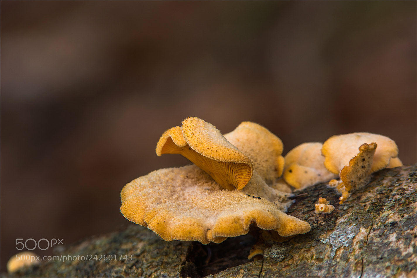 Nikon D7100 sample photo. °°° mushrooms in winter °°° photography