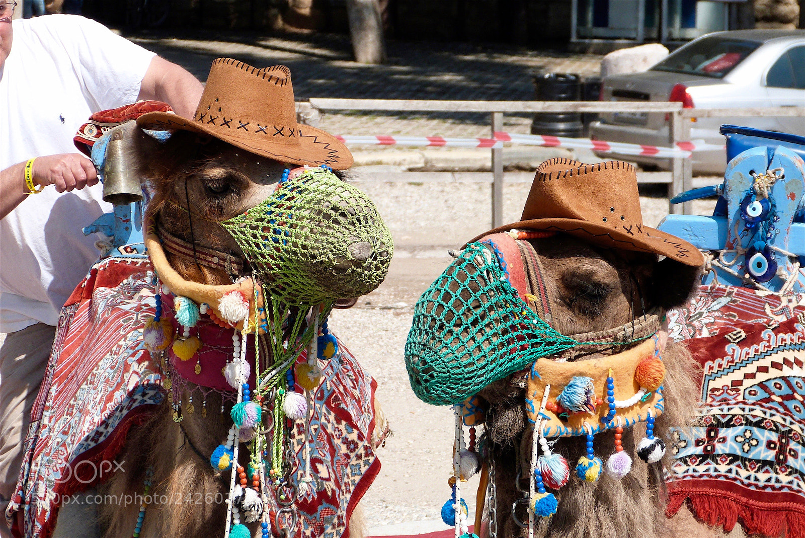 Panasonic Lumix DMC-FZ47 (Lumix DMC-FZ48) sample photo. The camels never lose photography