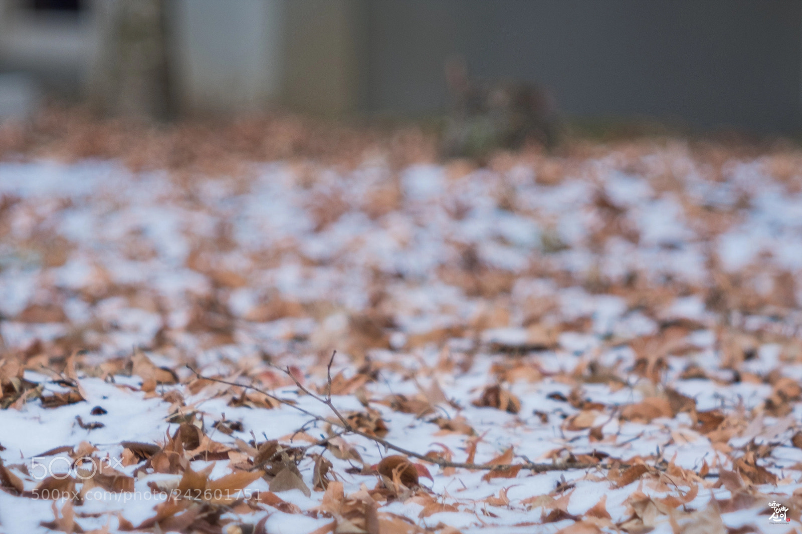 Fujifilm X-T2 sample photo. Snow & leaves photography