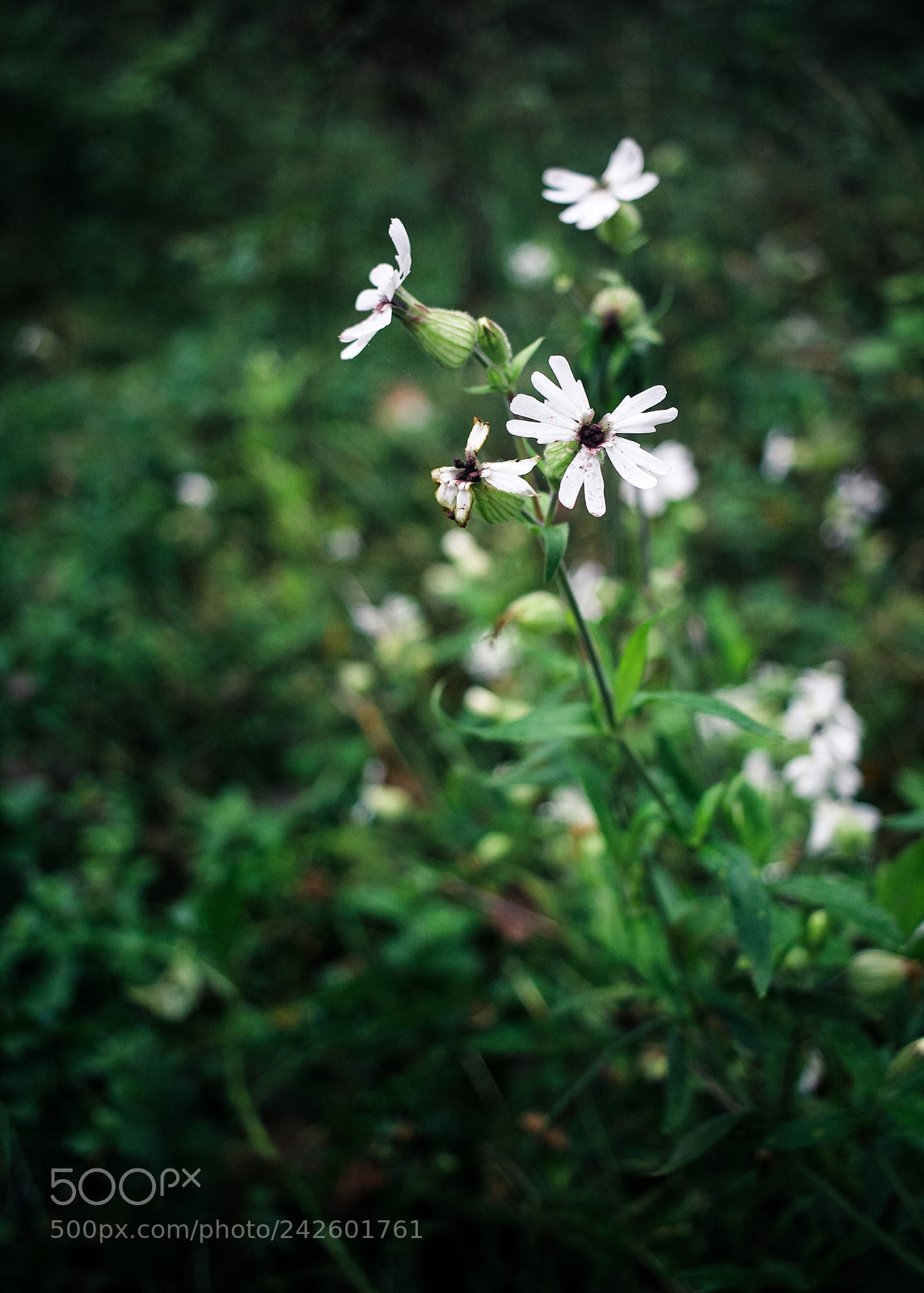 Canon EOS 60D sample photo. Last flowers photography