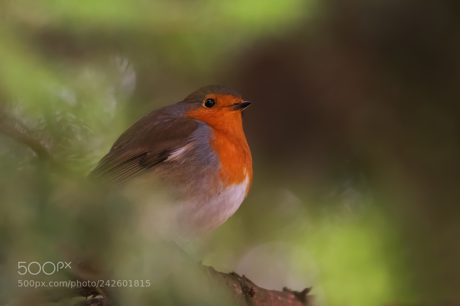 Nikon D500 sample photo. Dreaming robin... photography