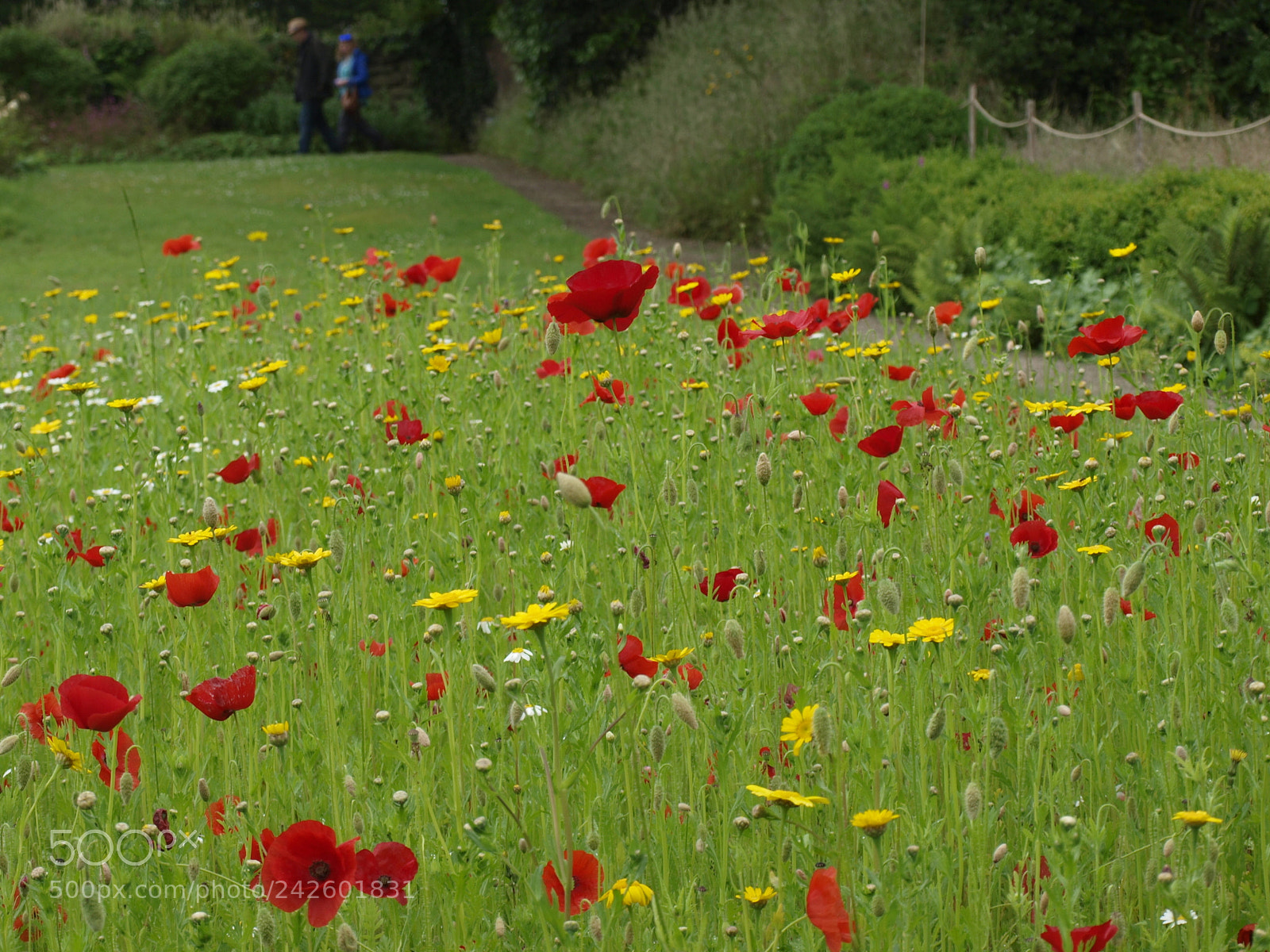 Olympus E-420 (EVOLT E-420) sample photo. Poppies at godolphin photography