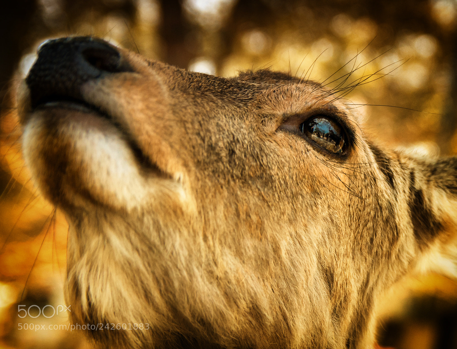 Nikon D300 sample photo. Deer of nara photography