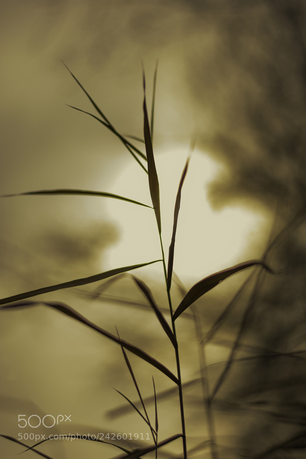 Nikon D7100 sample photo. Backlight photography