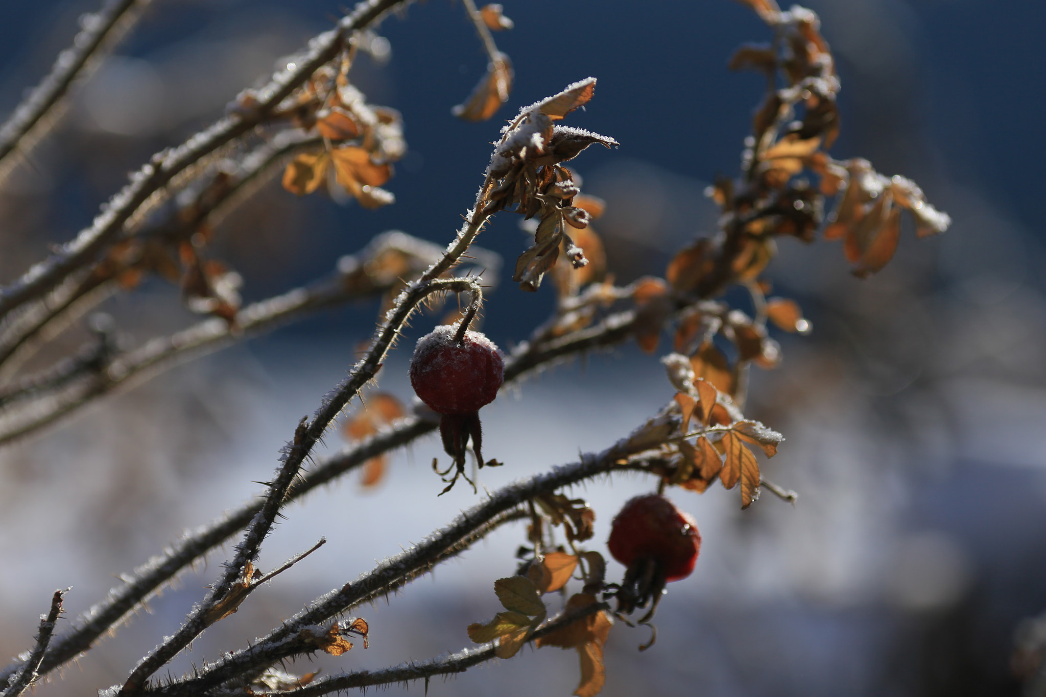 Canon EOS 6D + Canon EF 200mm F2.8L II USM sample photo. Frost photography