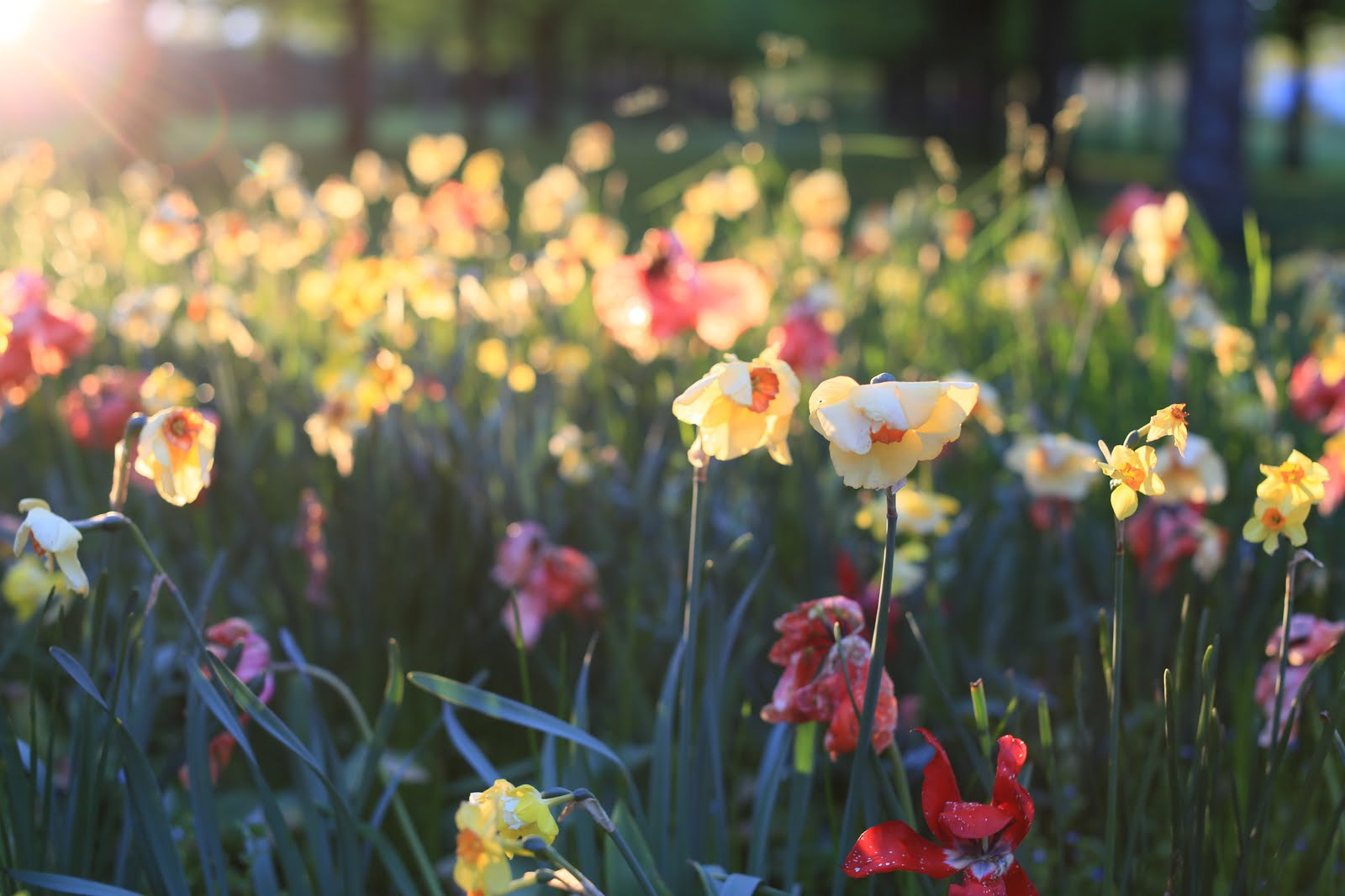 Canon EOS 6D + Canon EF 50mm F1.2L USM sample photo. Spring photography