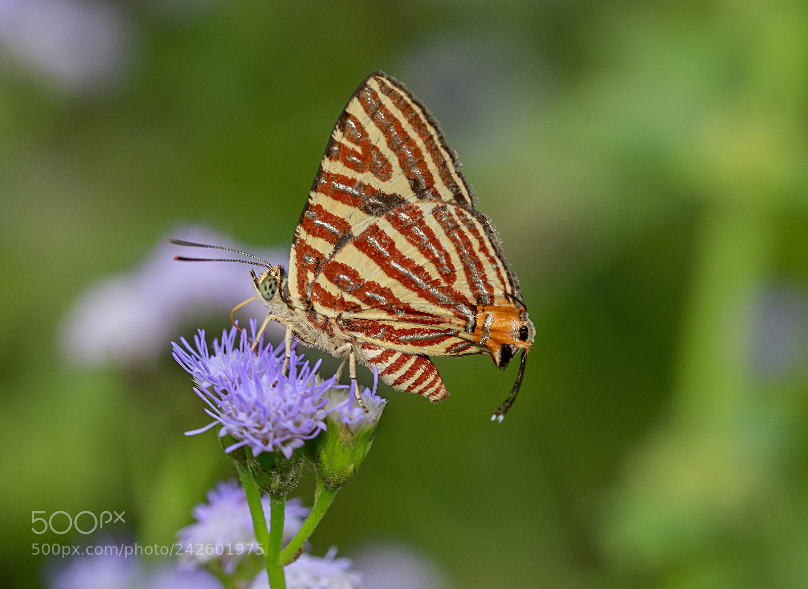 Canon EOS M3 sample photo. Butterfly photography