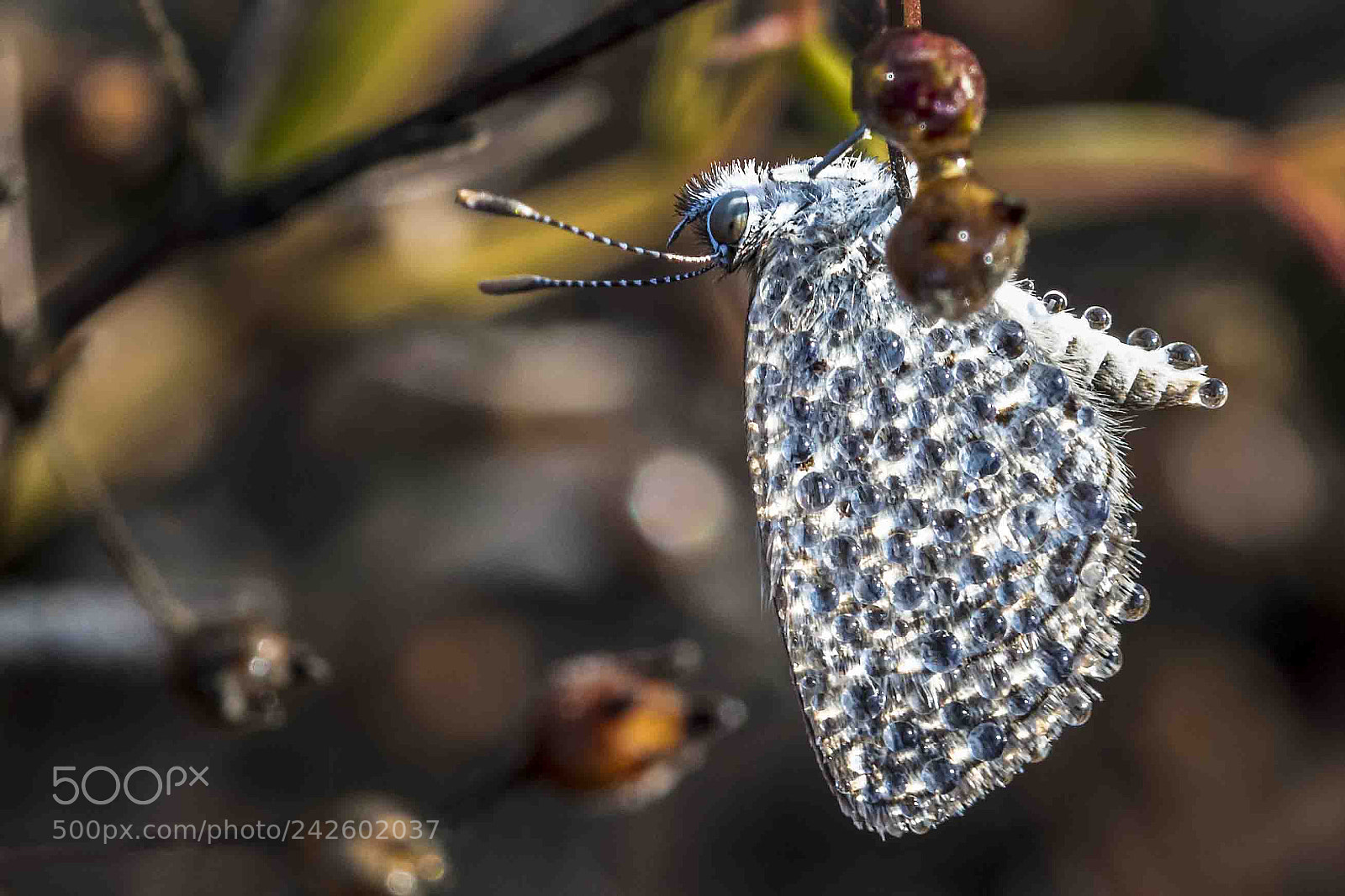 Canon EOS 5DS sample photo. Diamonds and rust photography