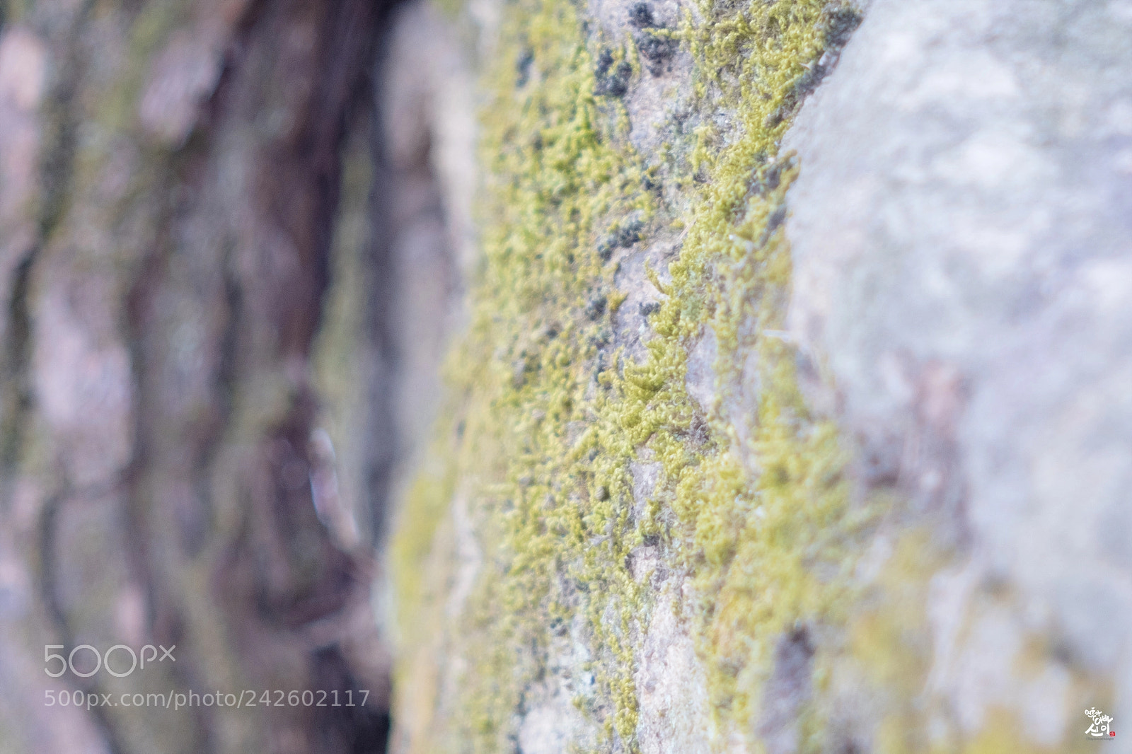 Fujifilm X-T2 sample photo. Winter moss photography