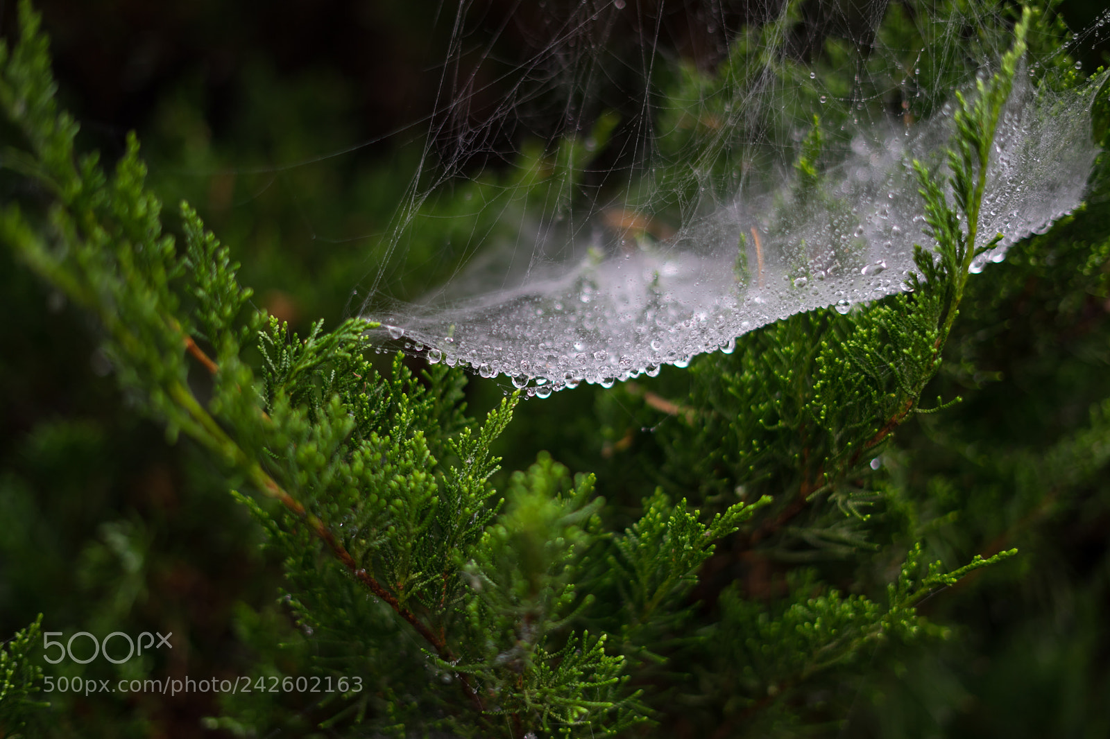 Sony a7 II sample photo. Drops photography