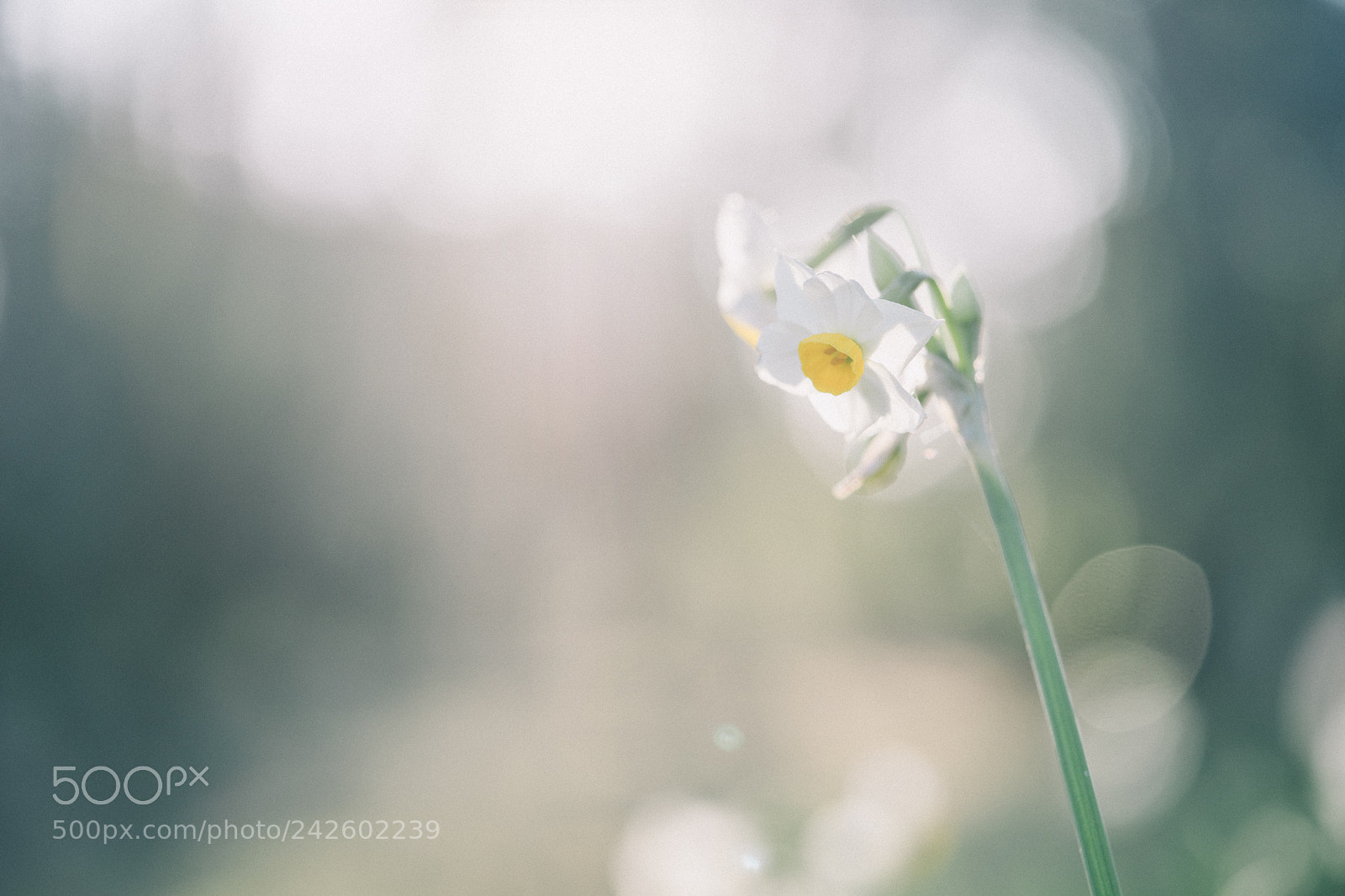 Sony a7 II sample photo. Narcissus photography