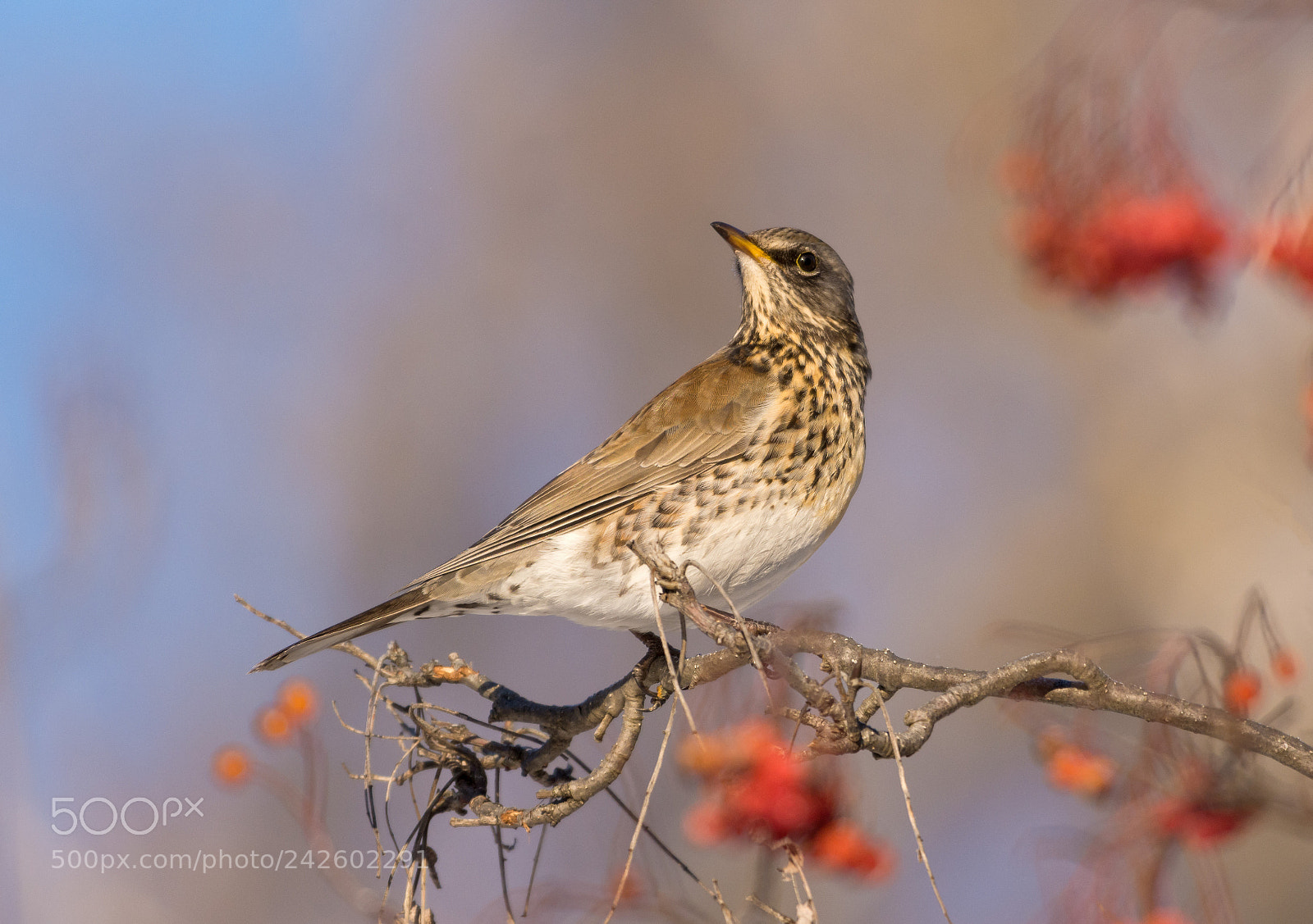 Nikon D7200 sample photo. Fieldfare photography