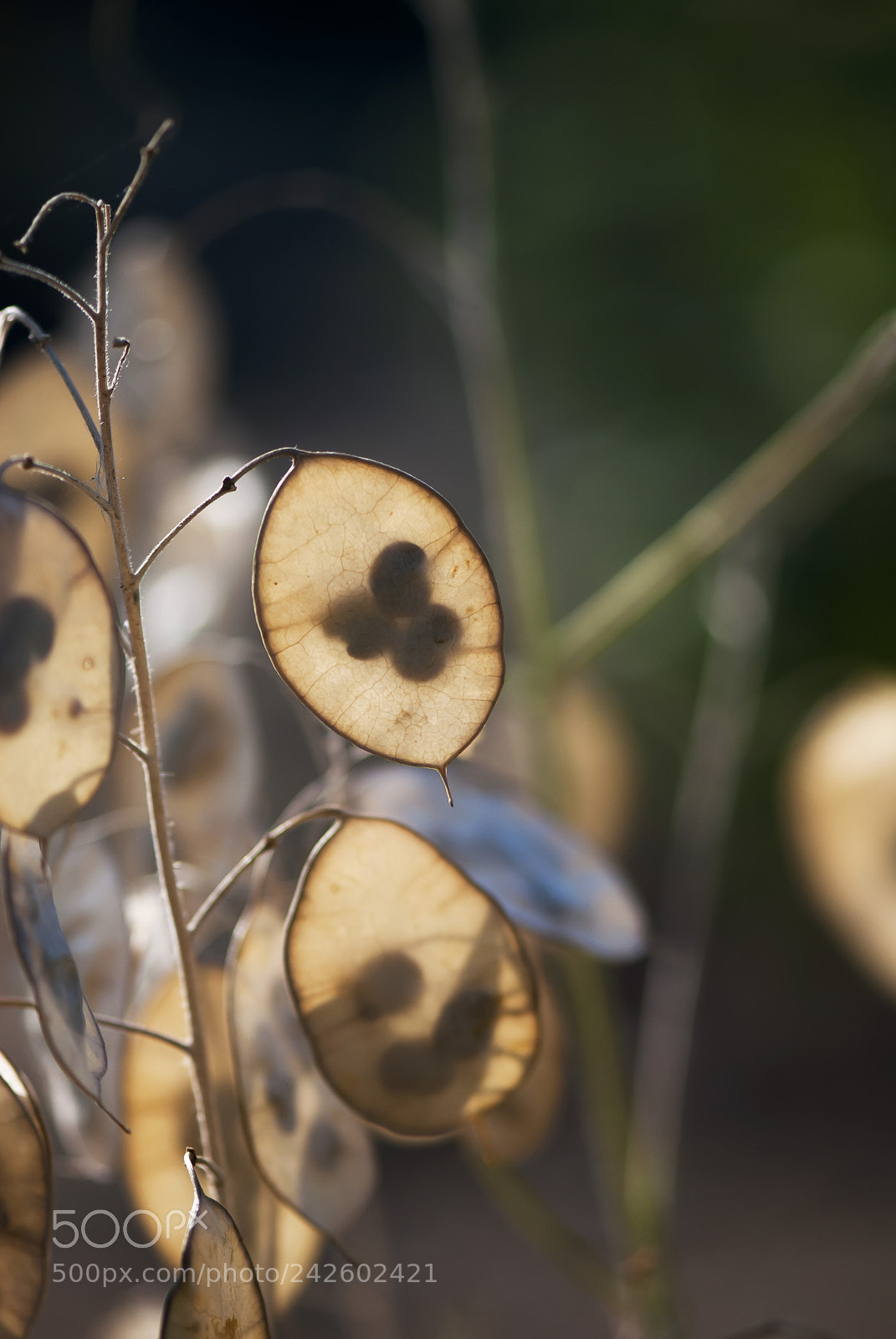 Nikon D60 sample photo. Glowing seed pod photography