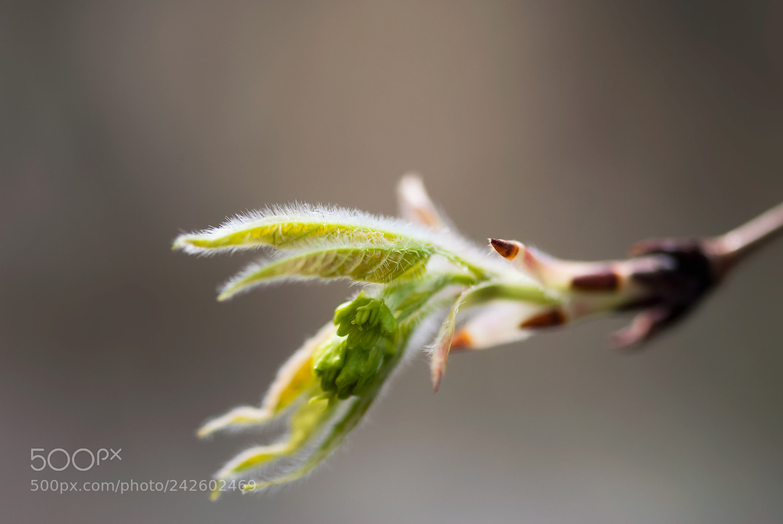 Nikon D60 sample photo. New leaves photography
