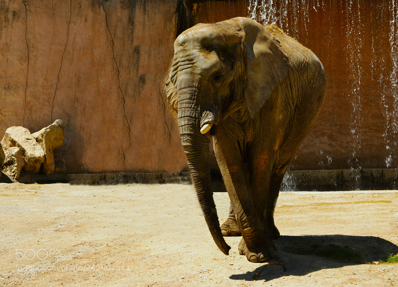 Nikon D3100 sample photo. Elefante photography