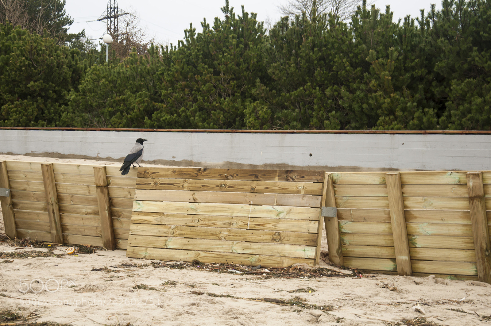 Nikon D90 sample photo. Crow on deserted beach photography