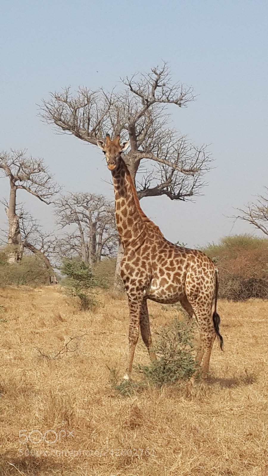 Samsung Galaxy S4 sample photo. Giraffe photography