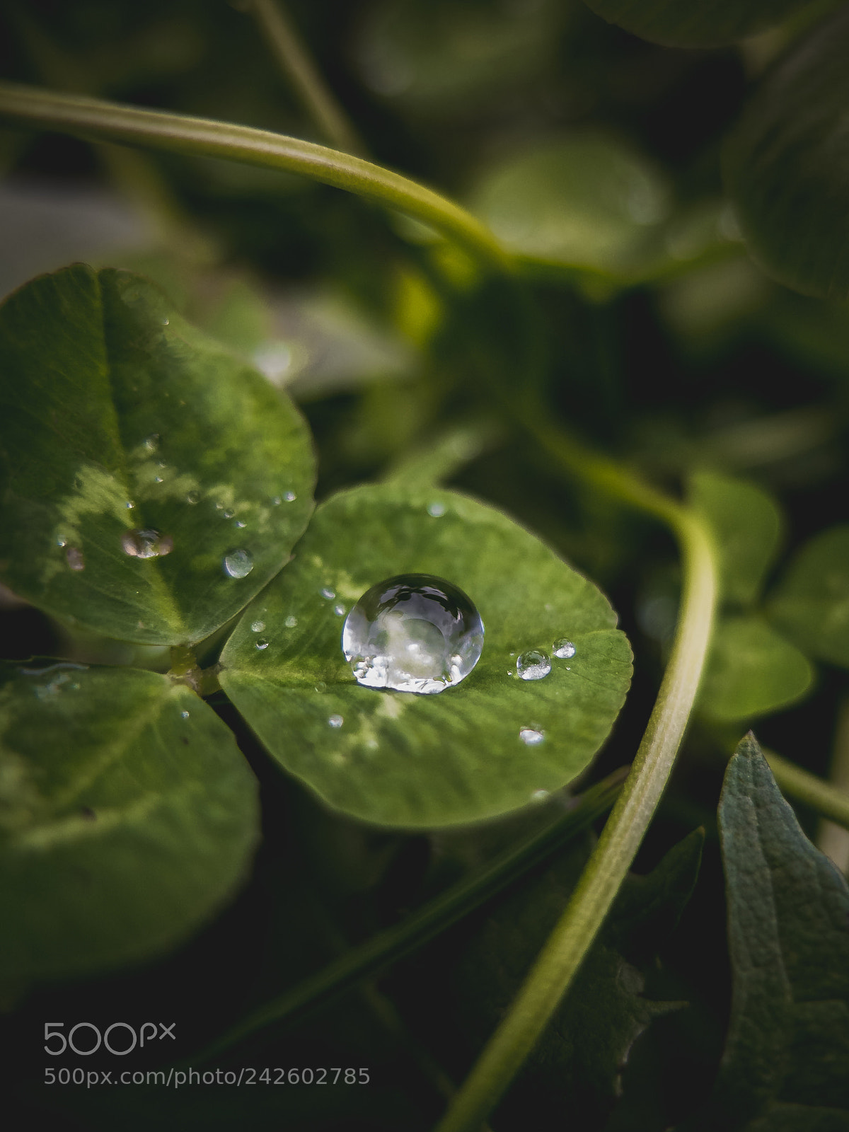 Fujifilm X10 sample photo. Between the leaves photography