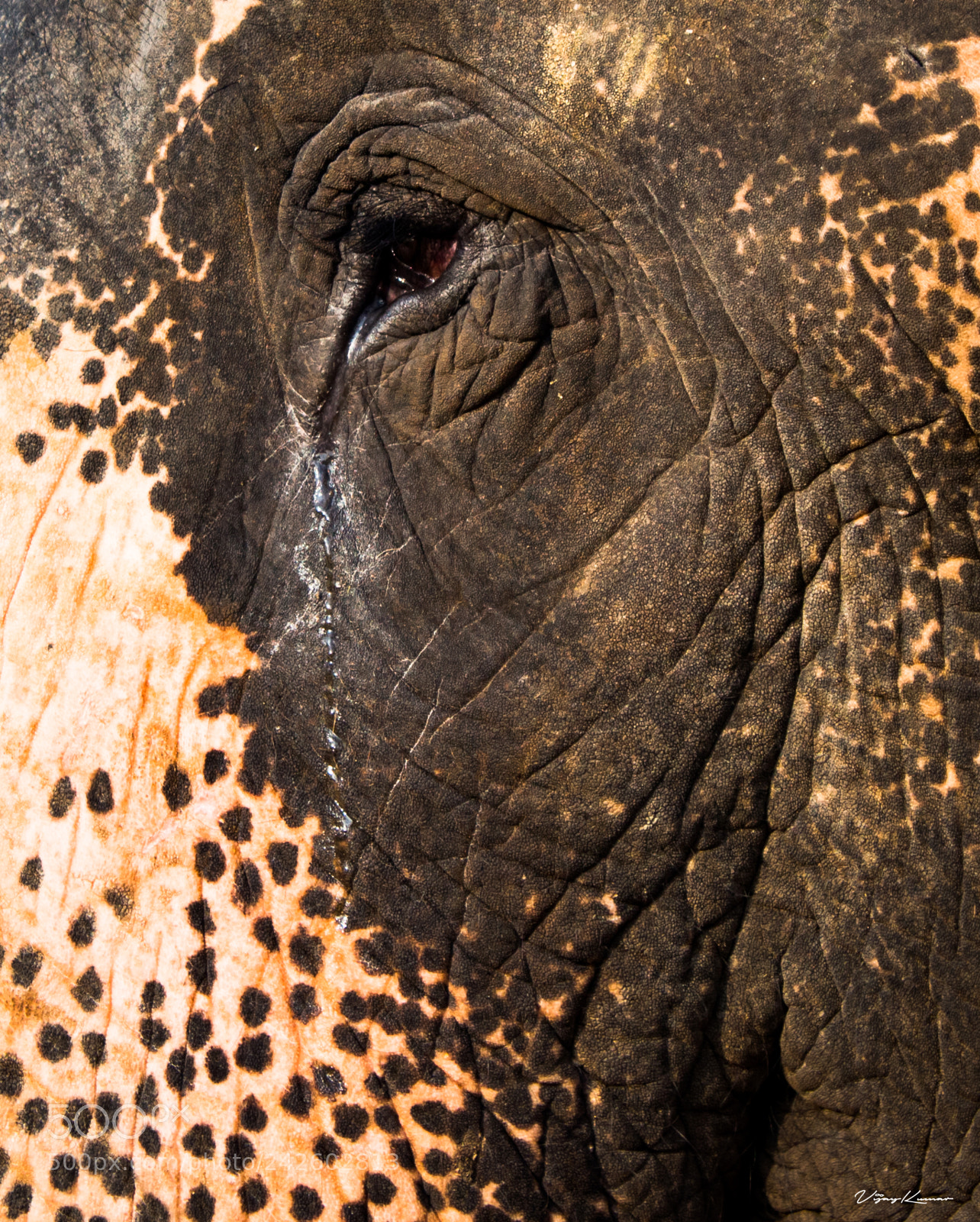 Canon EOS 700D (EOS Rebel T5i / EOS Kiss X7i) sample photo. Bleeding eye of elephant photography