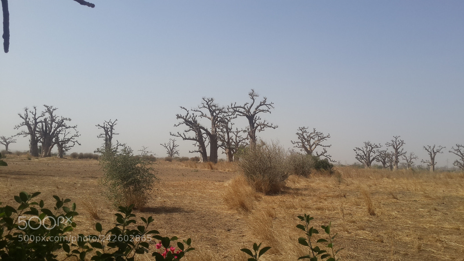 Samsung Galaxy S4 sample photo. Baobabs photography
