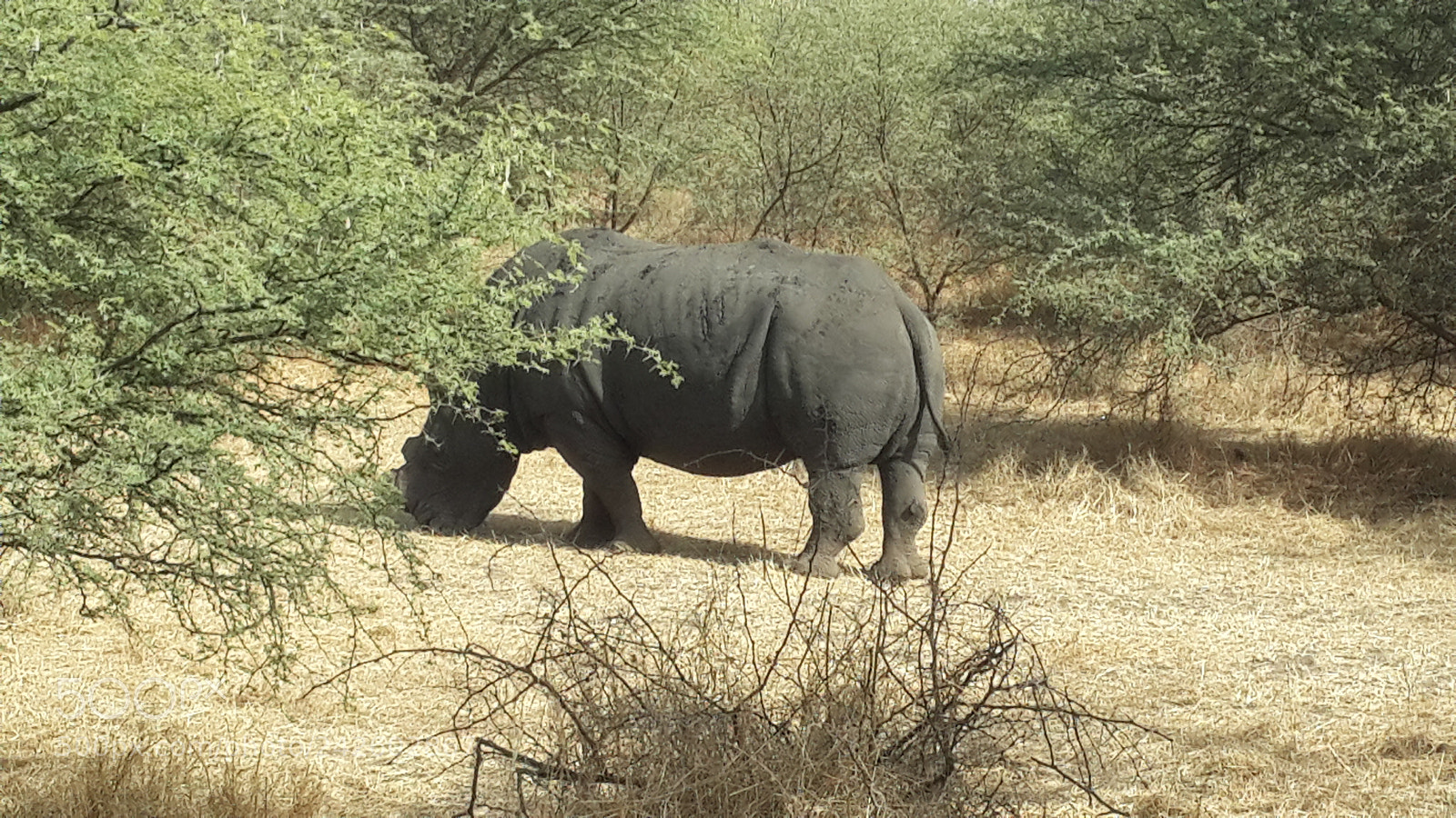 Samsung Galaxy S4 sample photo. Black rhinoceros photography