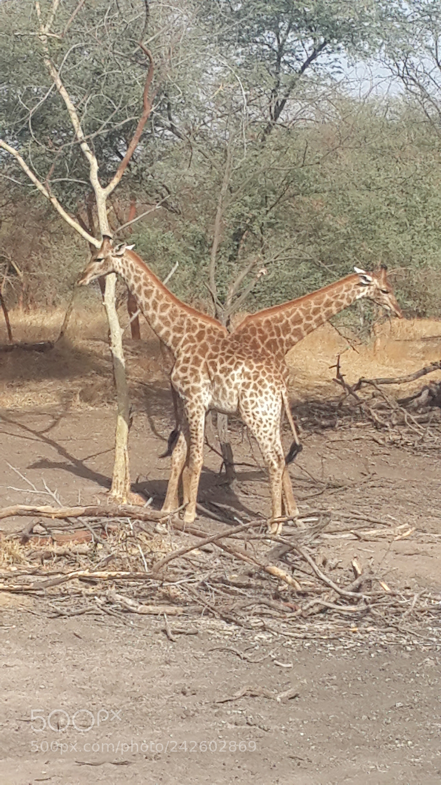 Samsung Galaxy S4 sample photo. Couple de giraffes photography