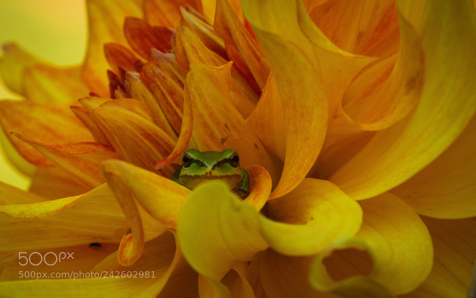 Canon EOS 450D (EOS Rebel XSi / EOS Kiss X2) sample photo. Frog and garden photography