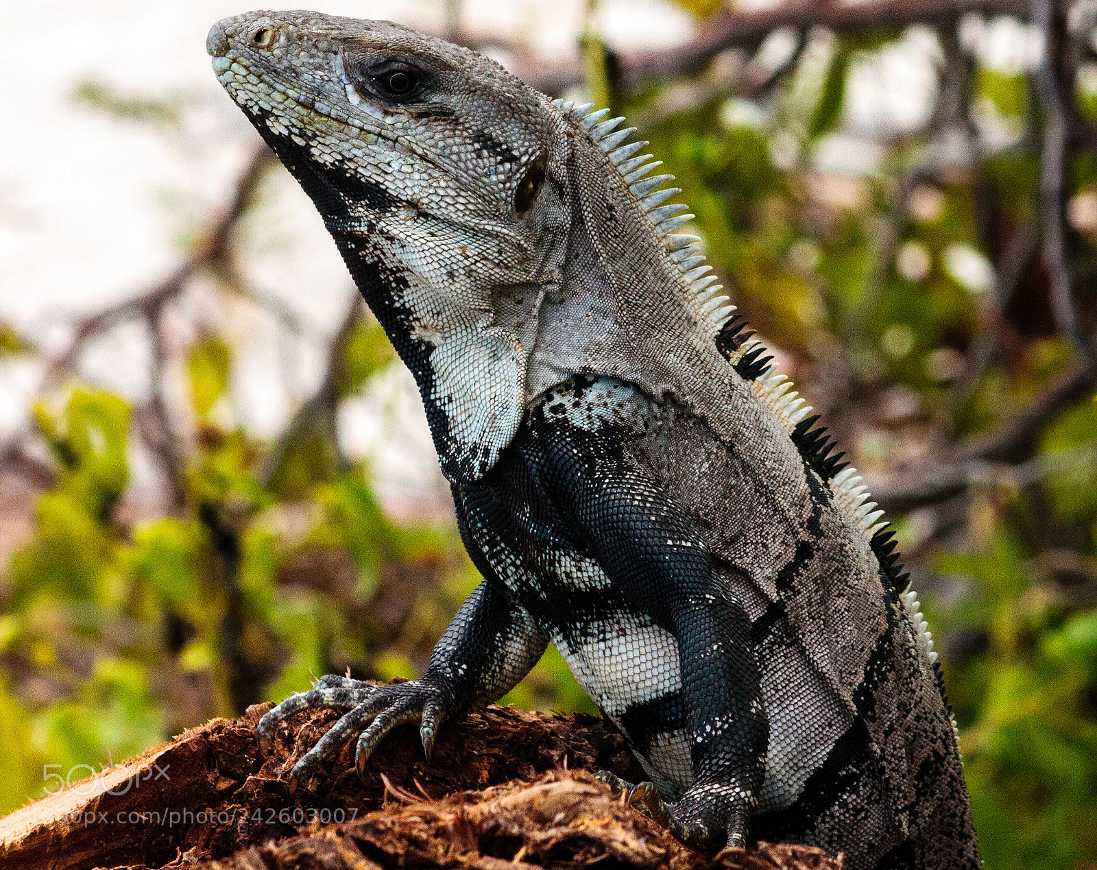 Canon EOS 450D (EOS Rebel XSi / EOS Kiss X2) sample photo. Iguana posing photography
