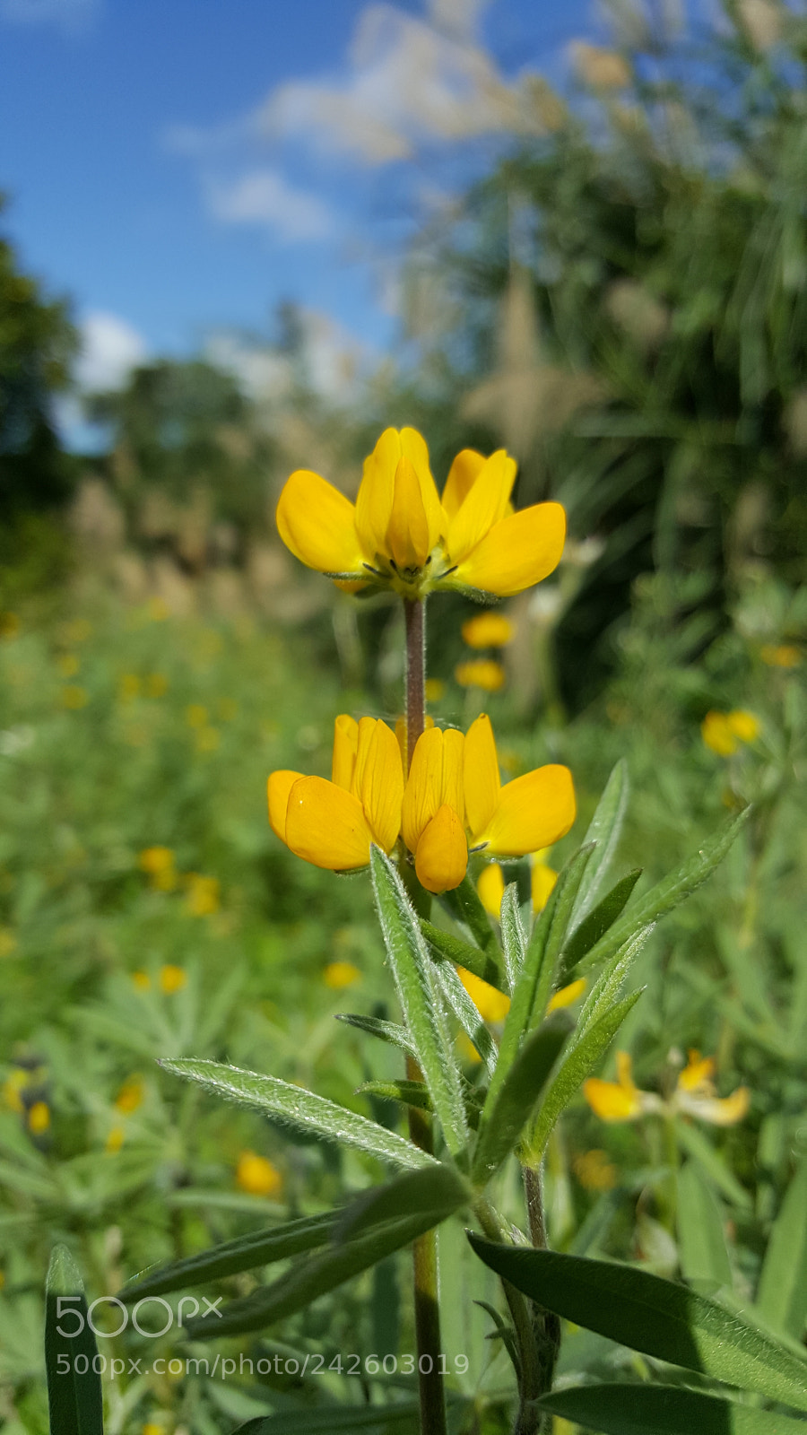 Samsung Galaxy Note5 sample photo. 魯冰花 photography