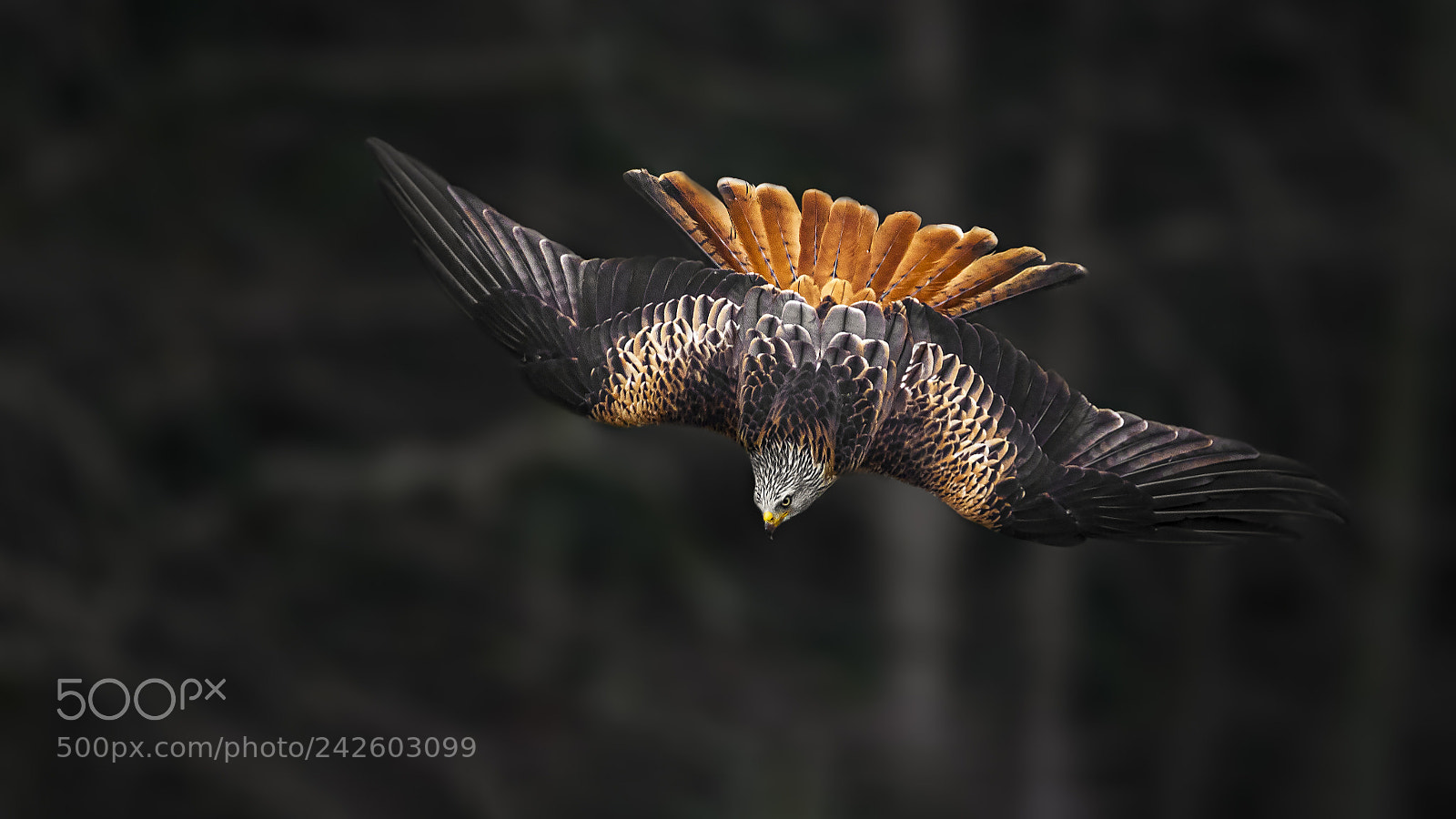 Panasonic Lumix DC-G9 sample photo. Red kite photography