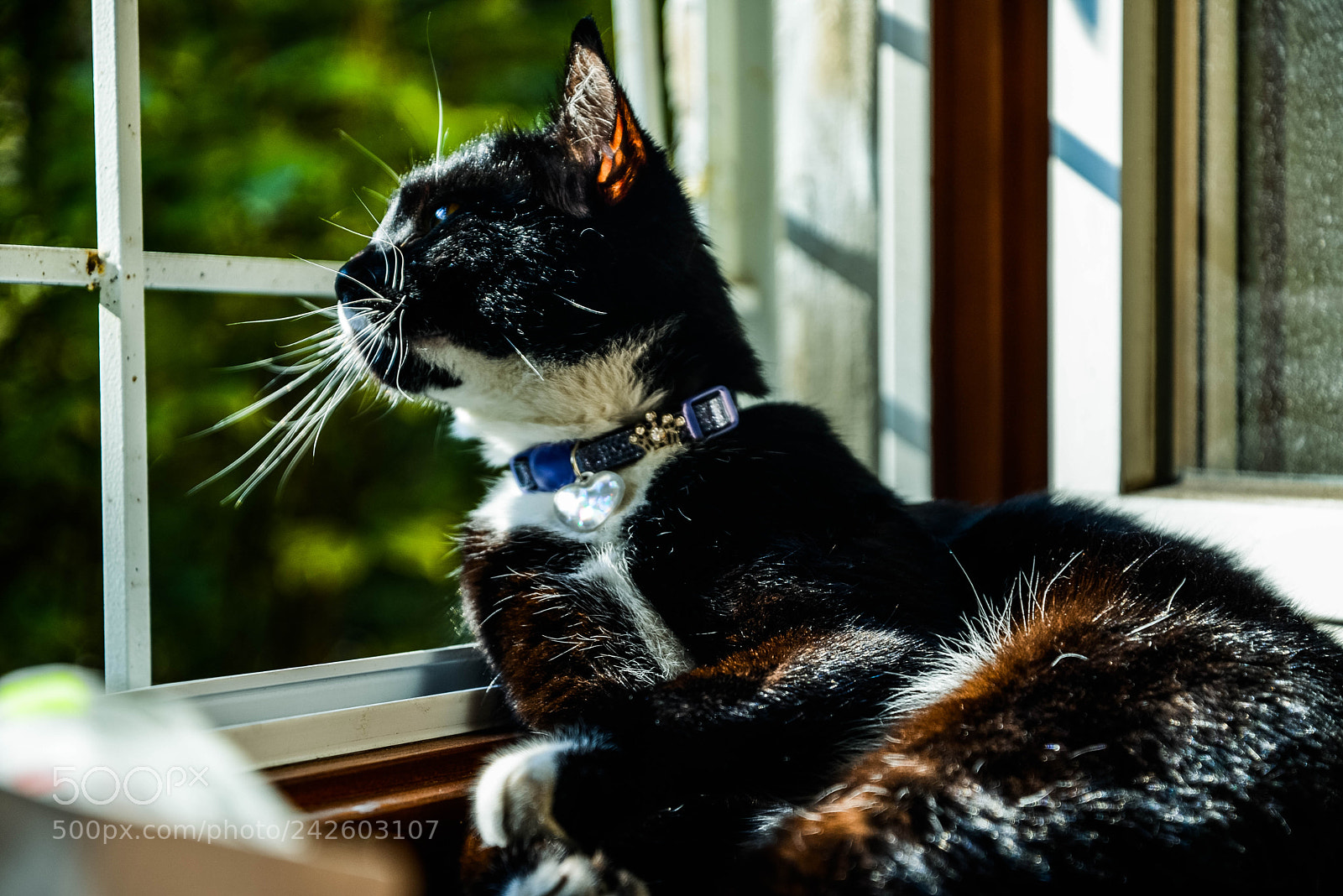 Nikon D600 sample photo. Kitty photography