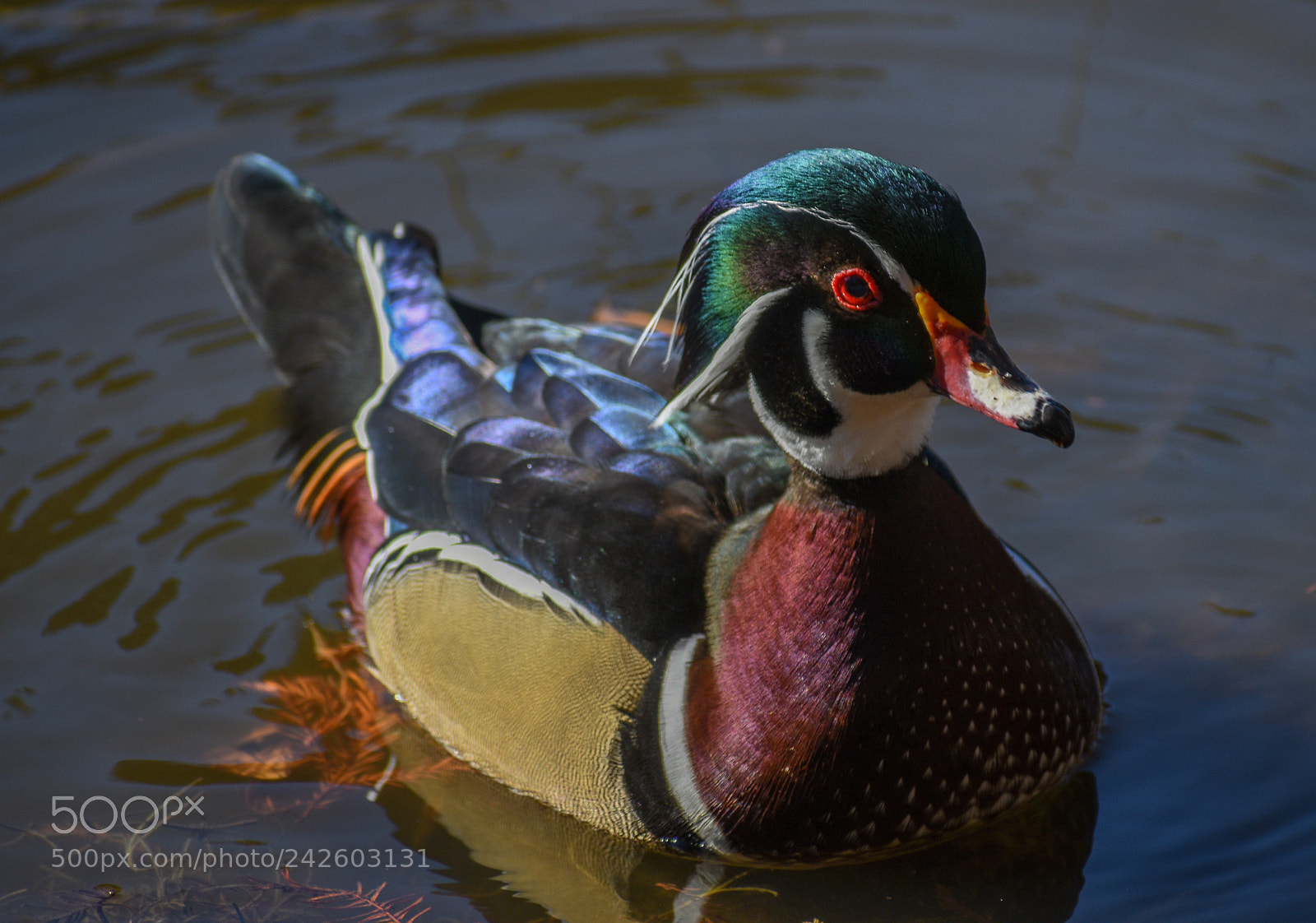 Nikon D3400 sample photo. Wood duck photography