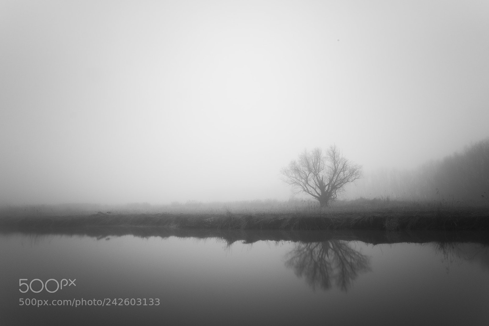 Fujifilm X-T1 sample photo. Mist photography